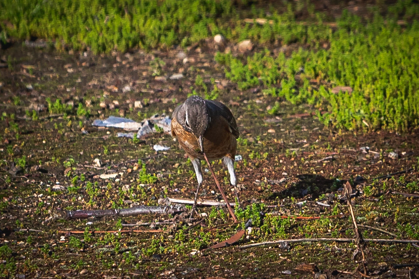 Rare occurrence of American robins migrating as far south as San Diego in 2023