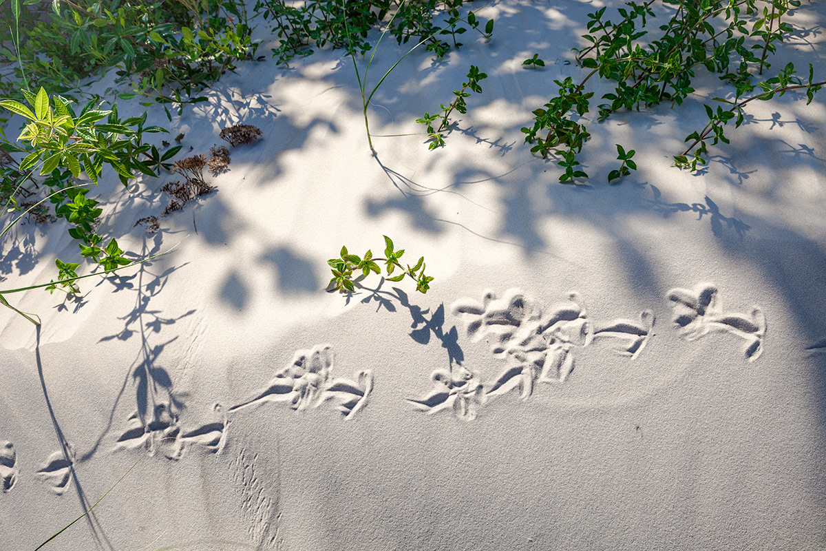 série dunas da joaquina2987