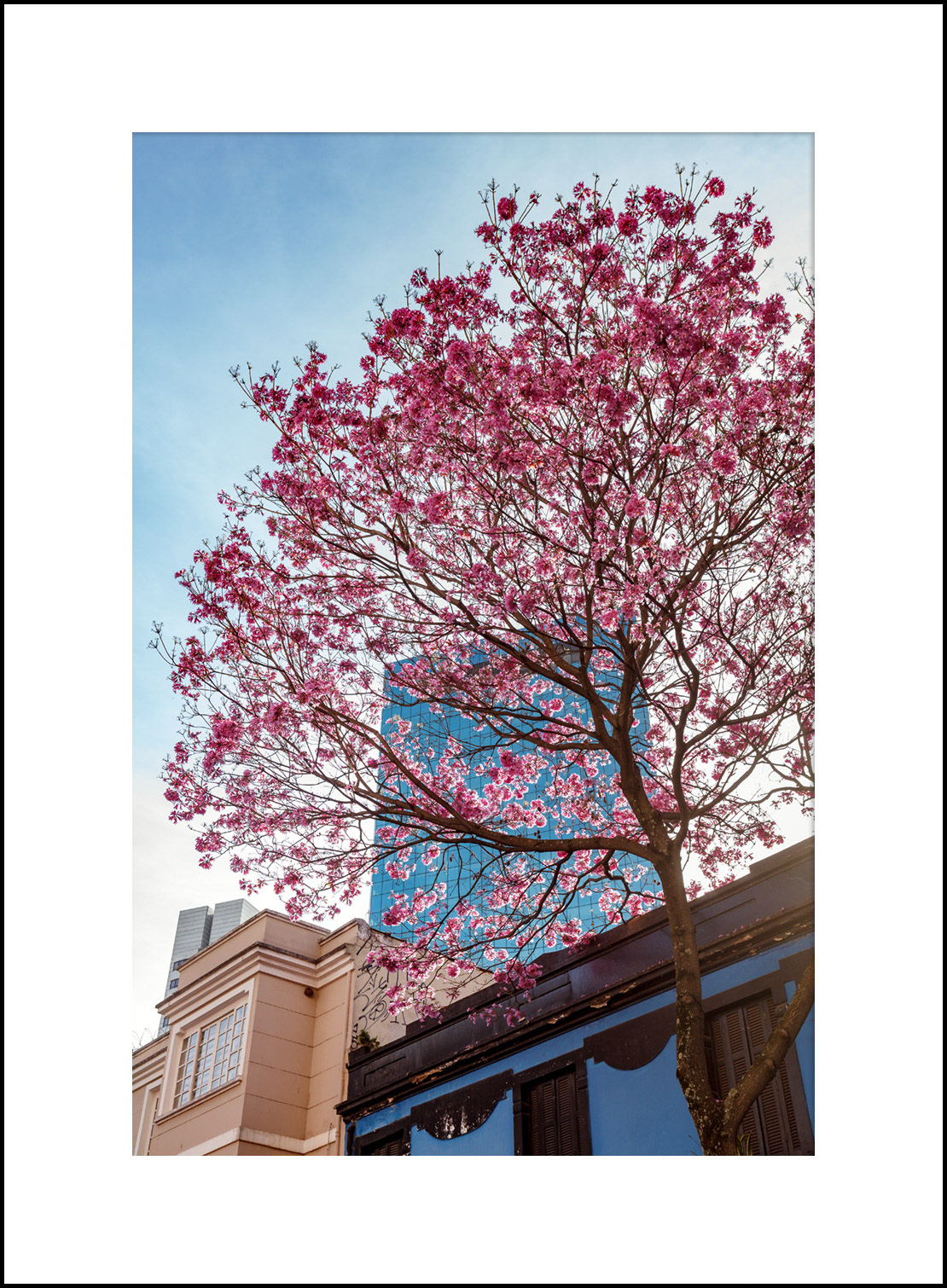 Ipê - Próximo à Avenida Paulista