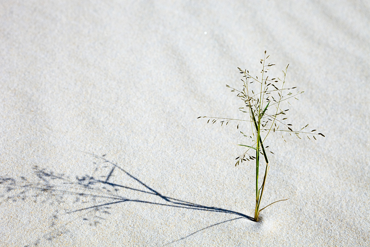 série dunas da joaquina