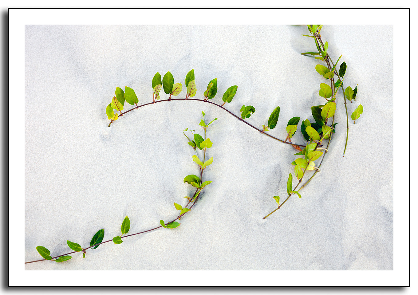 série dunas da joaquinas 2976