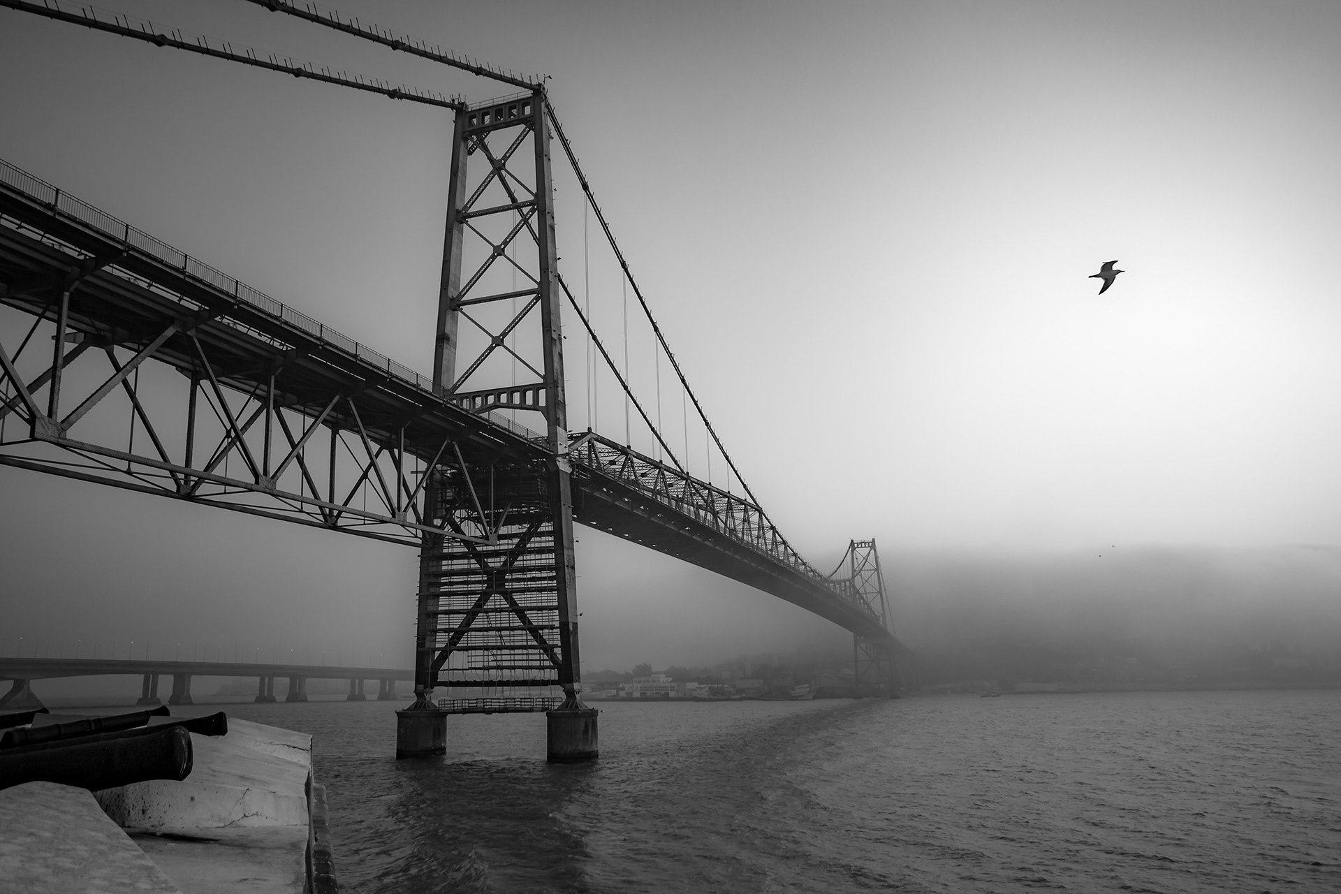 Ponte Hercílio Luz e Gaivota