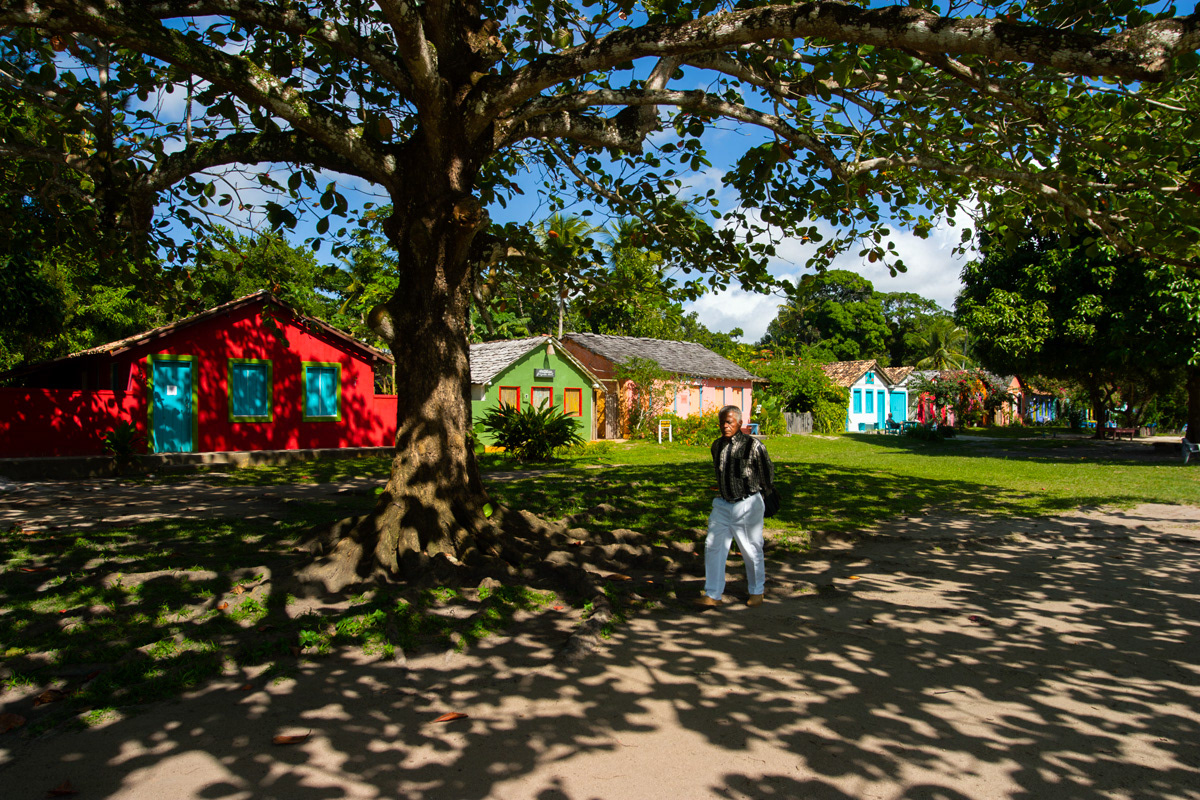 Arvore da sabedoria em Trancoso BA 0602