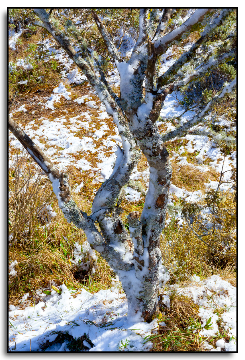 Arvore e Nevasca em Urubici SC