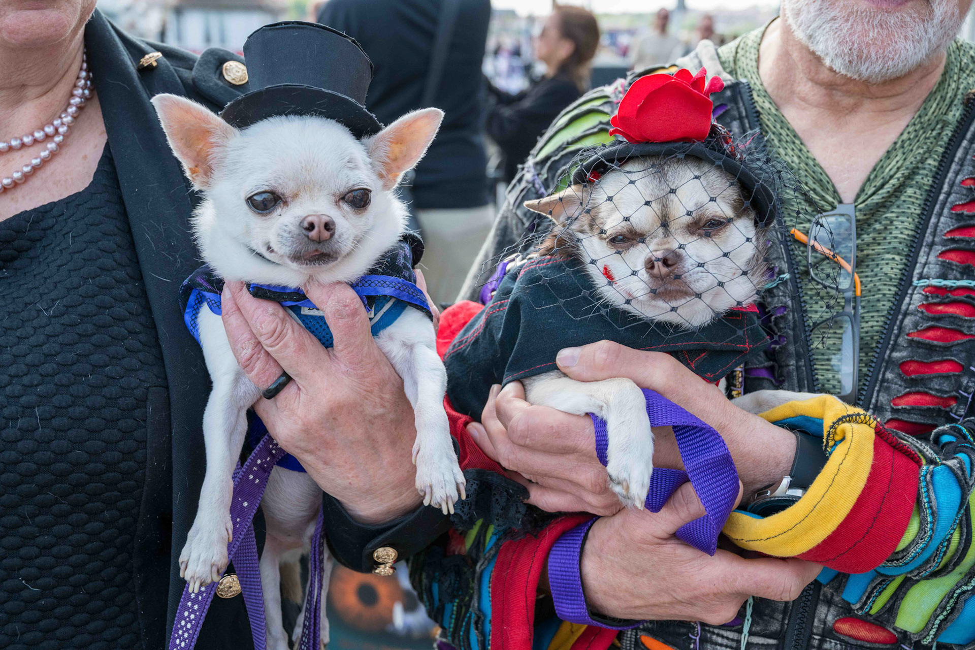 Goth Dogs - North Yorkshire UK