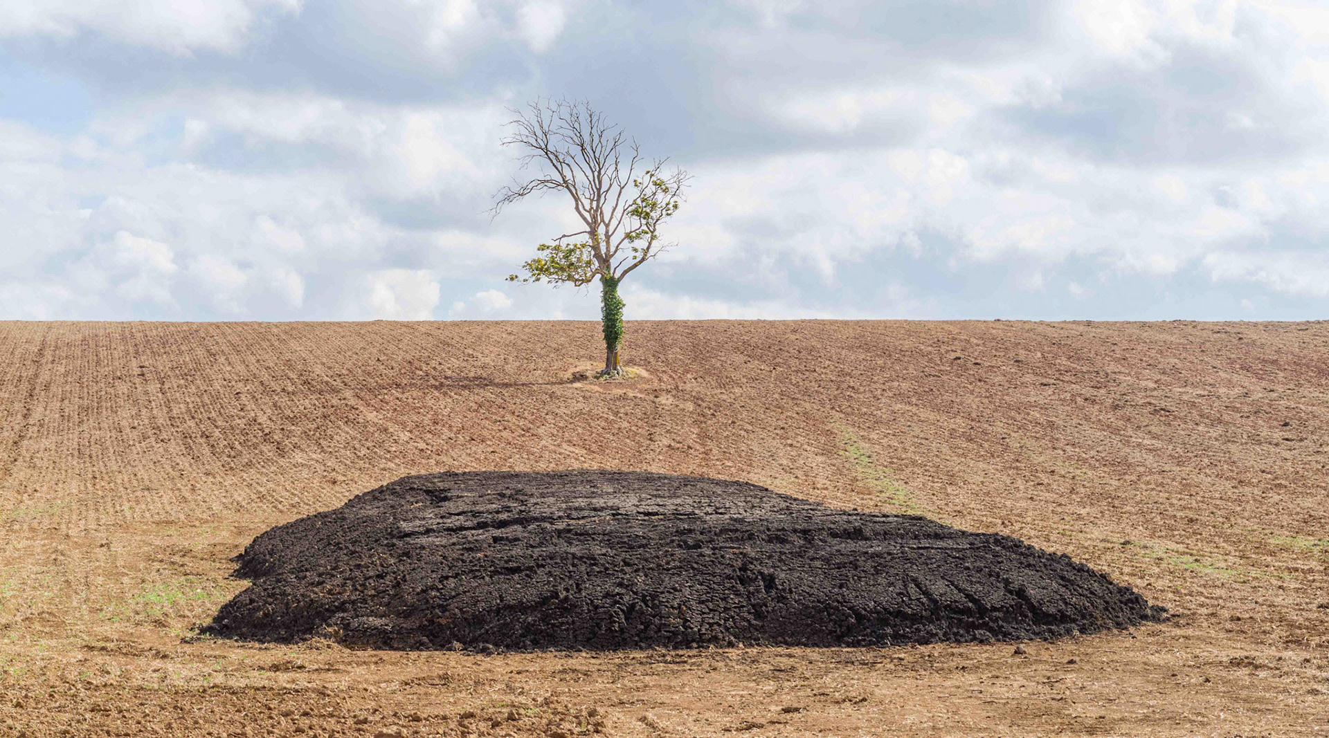 Lone Tree Antidote - Yorkshire UK