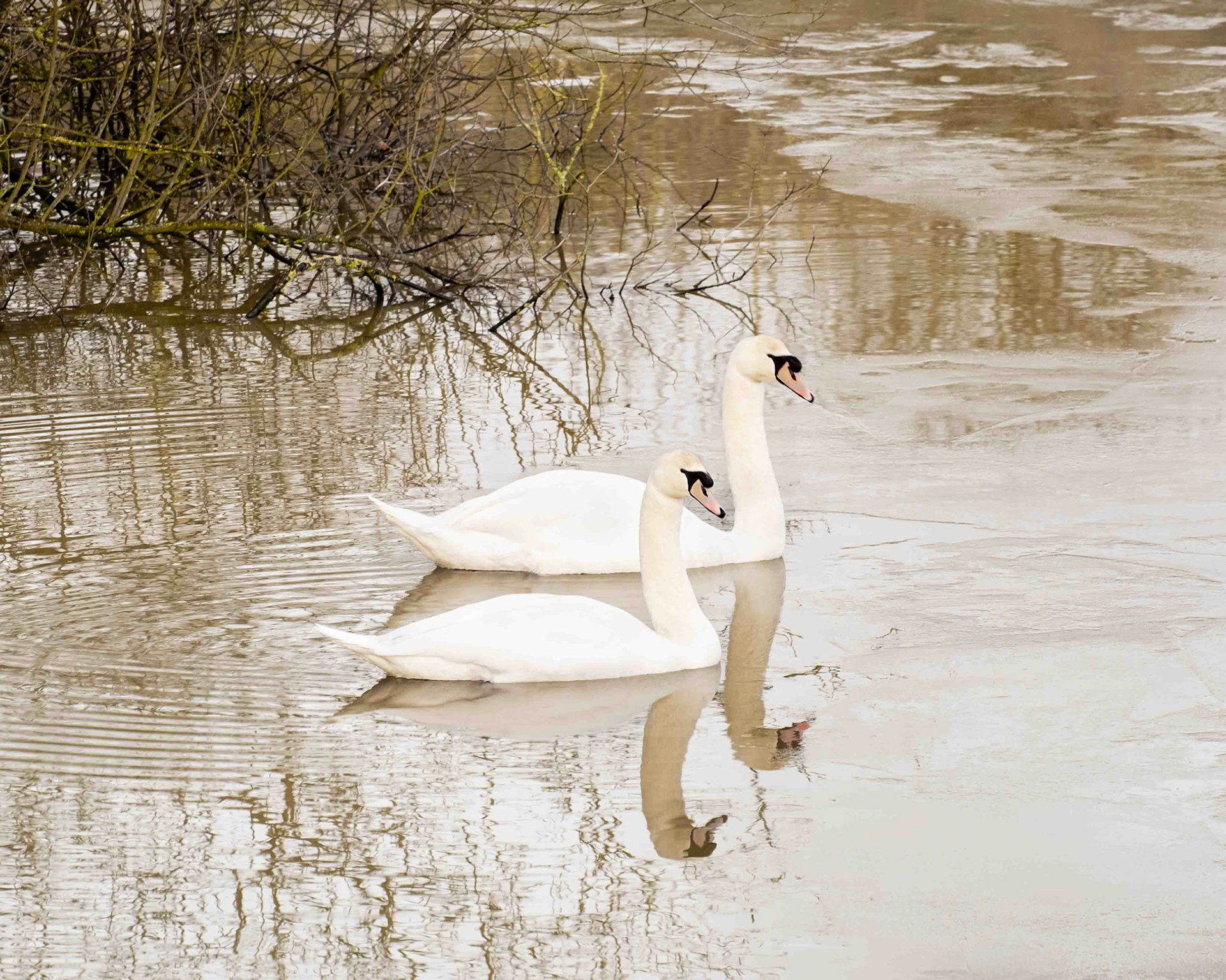 Mute Swans - North Yorkshire UK 2021