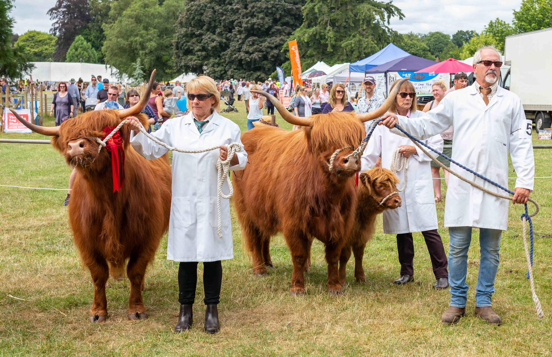 Shades and Cattle - North Yorkshire UK 2018
