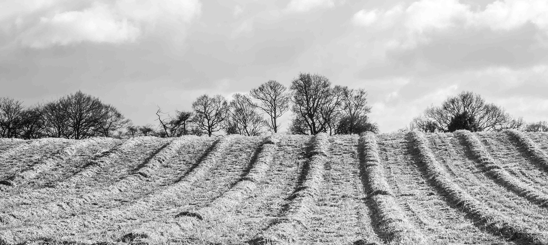Landscape near Brandsby Beck - North Yorkshire UK 2022