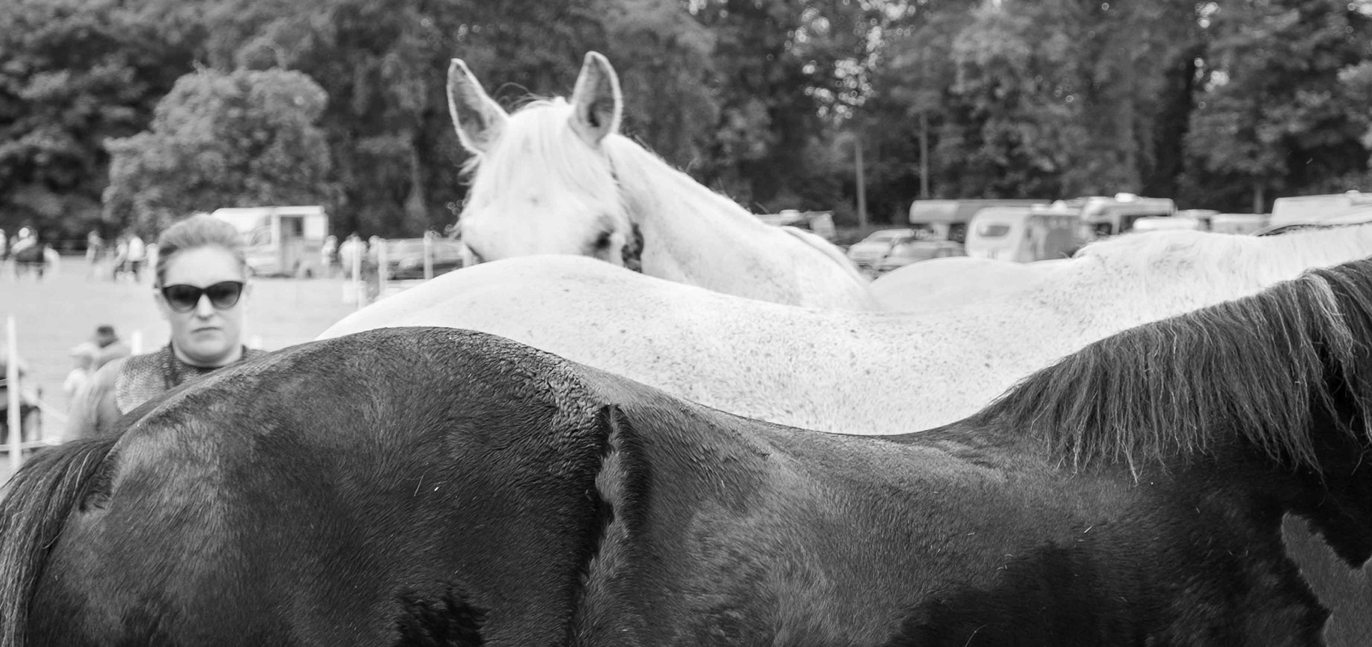 Three Horses - North Yorkshire UK 2024