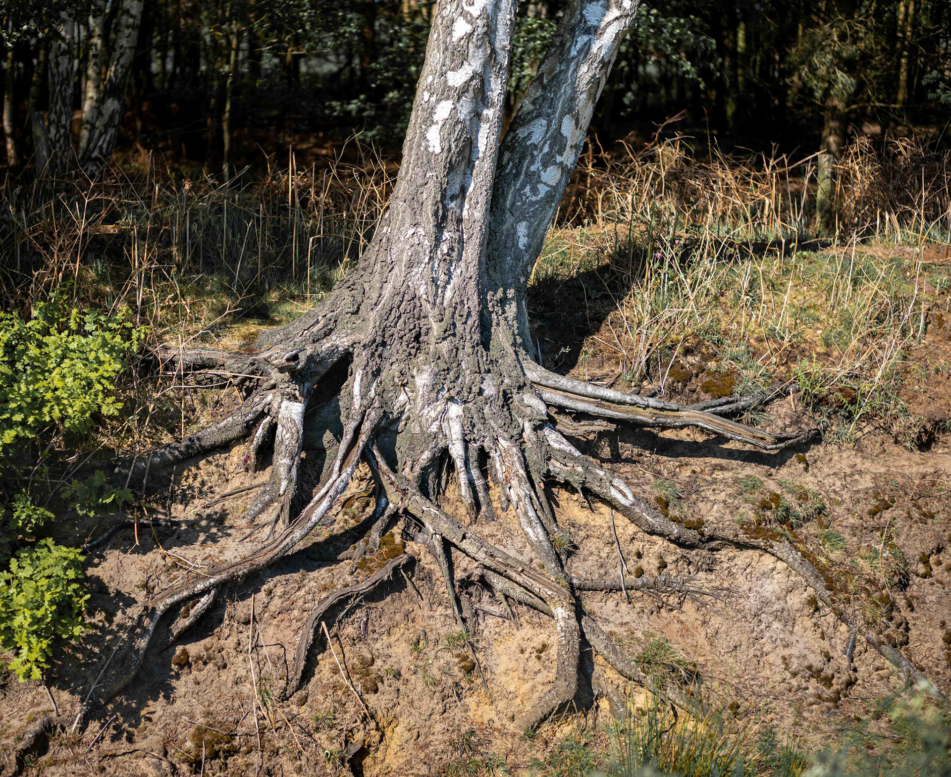 Old Tree - North Yorkshire UK 2020
