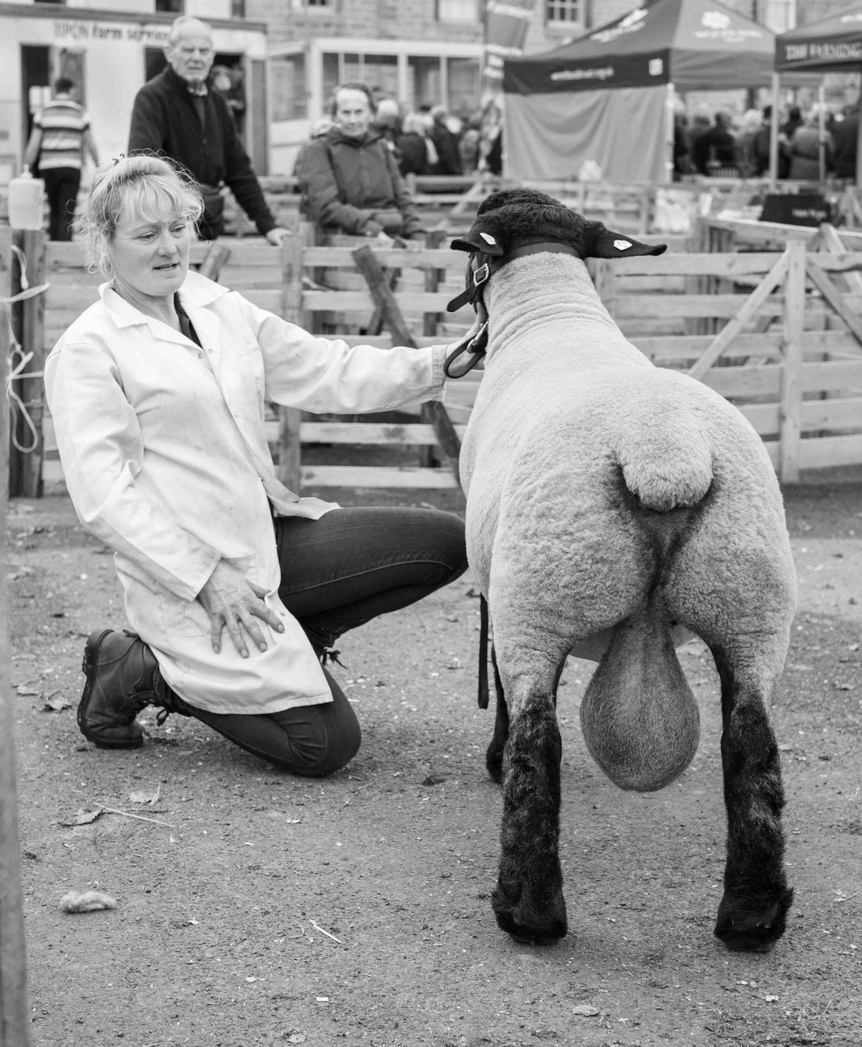 Sheep Fair - North Yorkshire UK