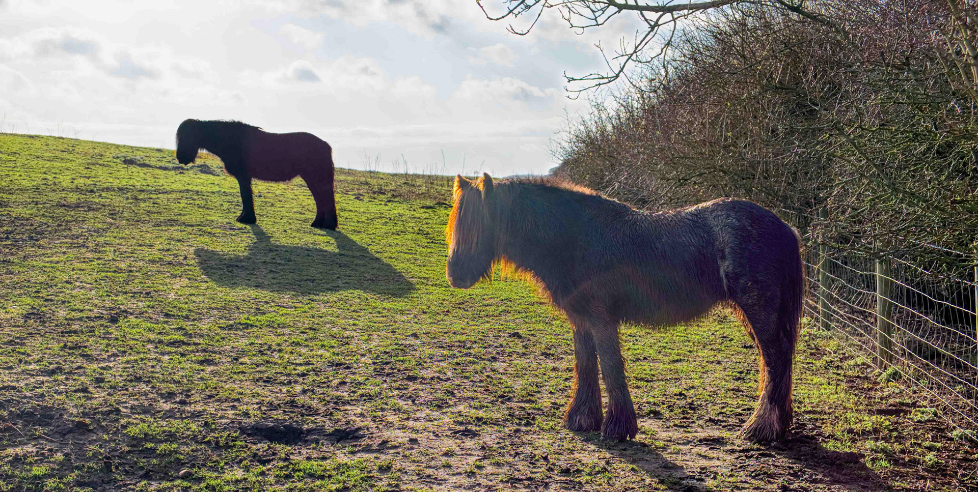 Horses - North Yorkshre UK 2024-02-11