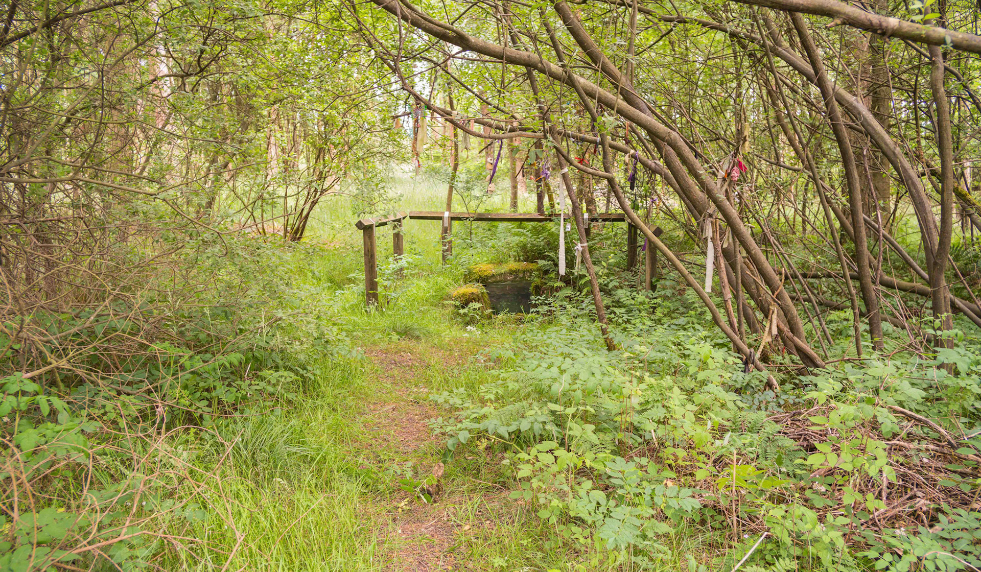 Old Wive's Well Distance View - Cropton Forest North Yorkshire UK 2024