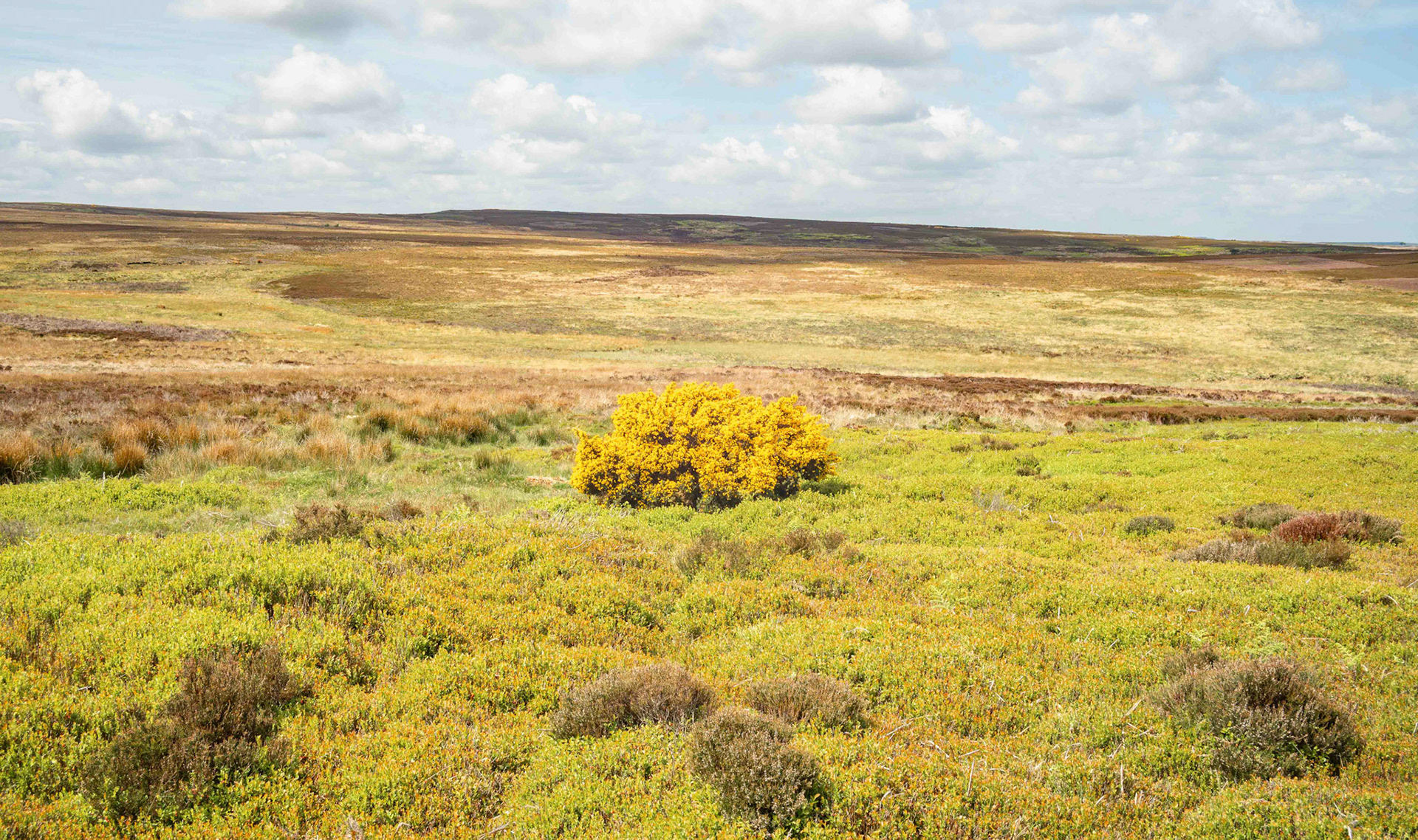 The Gorse Bush - North York Moors UK 2023