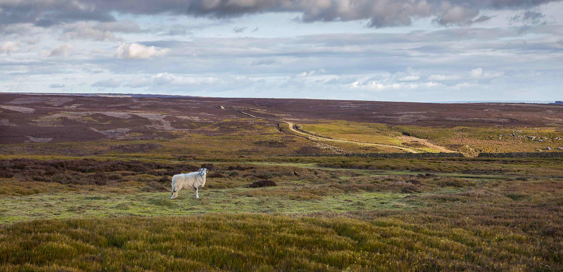 From Bonford Gill - North York Moors UK 2019