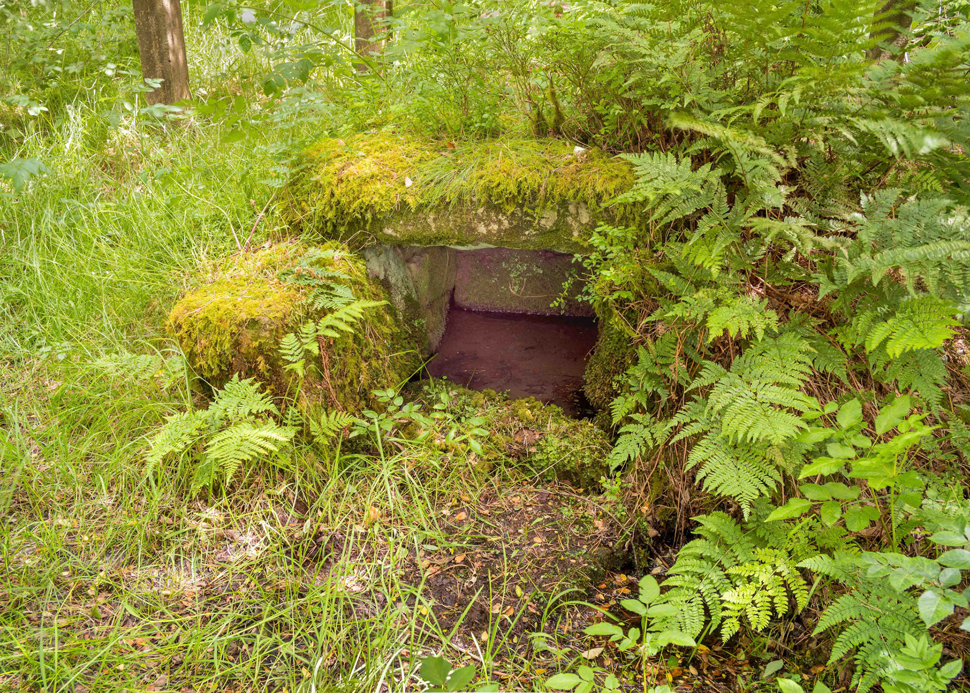 Old Wive's Well - Cropton Forest North Yorkshire UK 2024