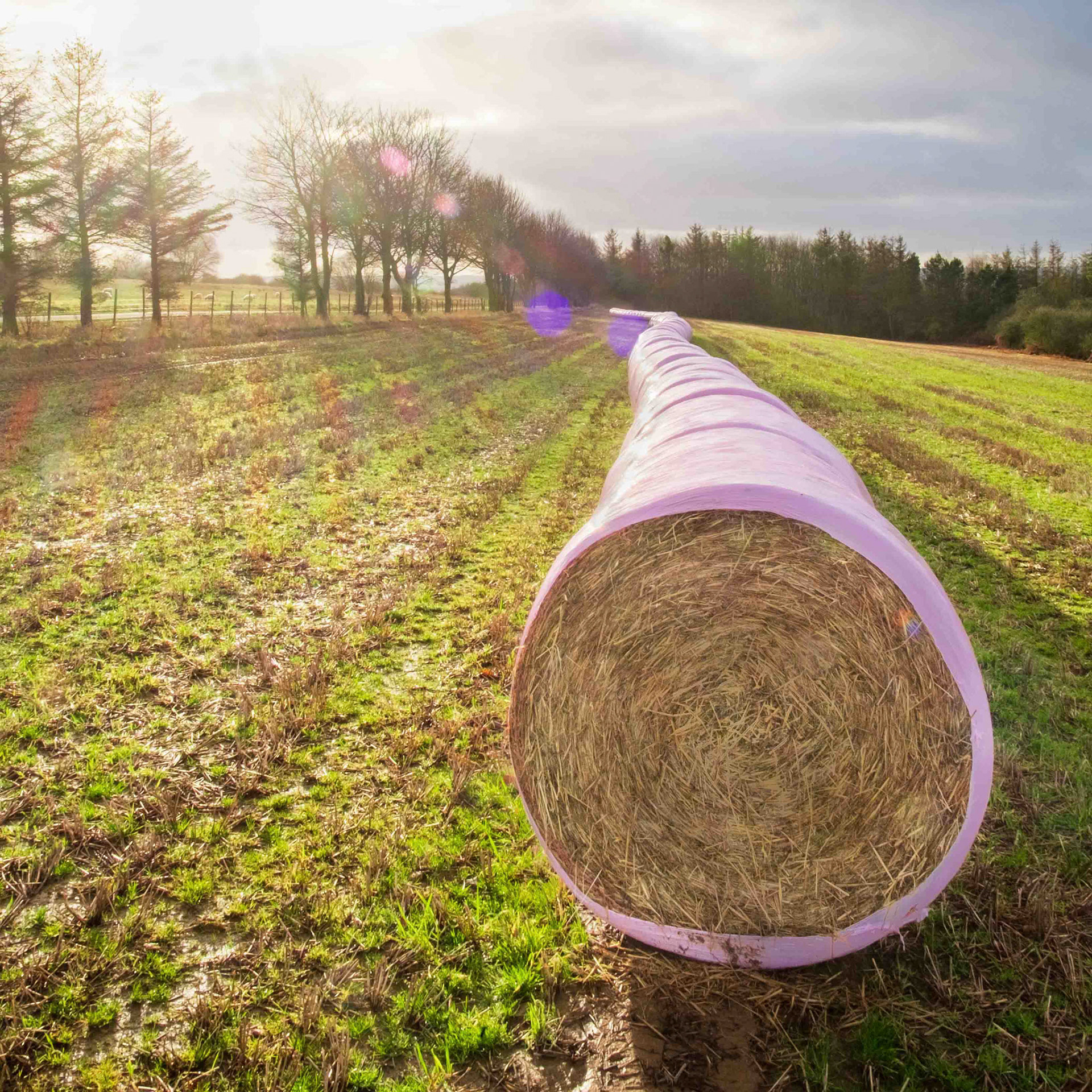 Bale Snake - Appleton-Le-Moors North Yorkshire UK 2019