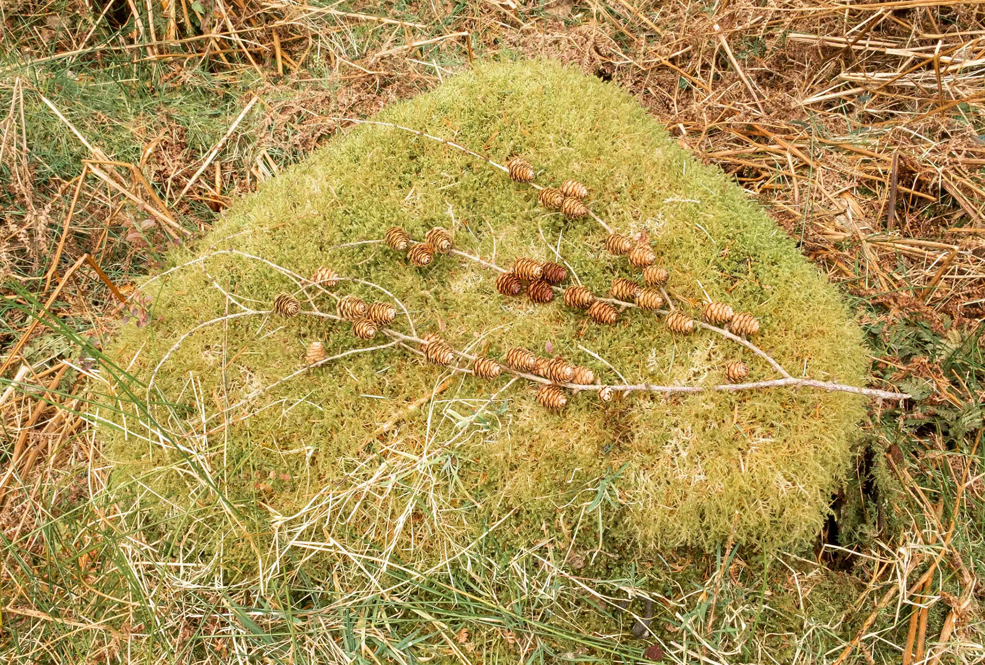 Pine Cones among the Forest Chaos - North Yorkshire UK 2021
