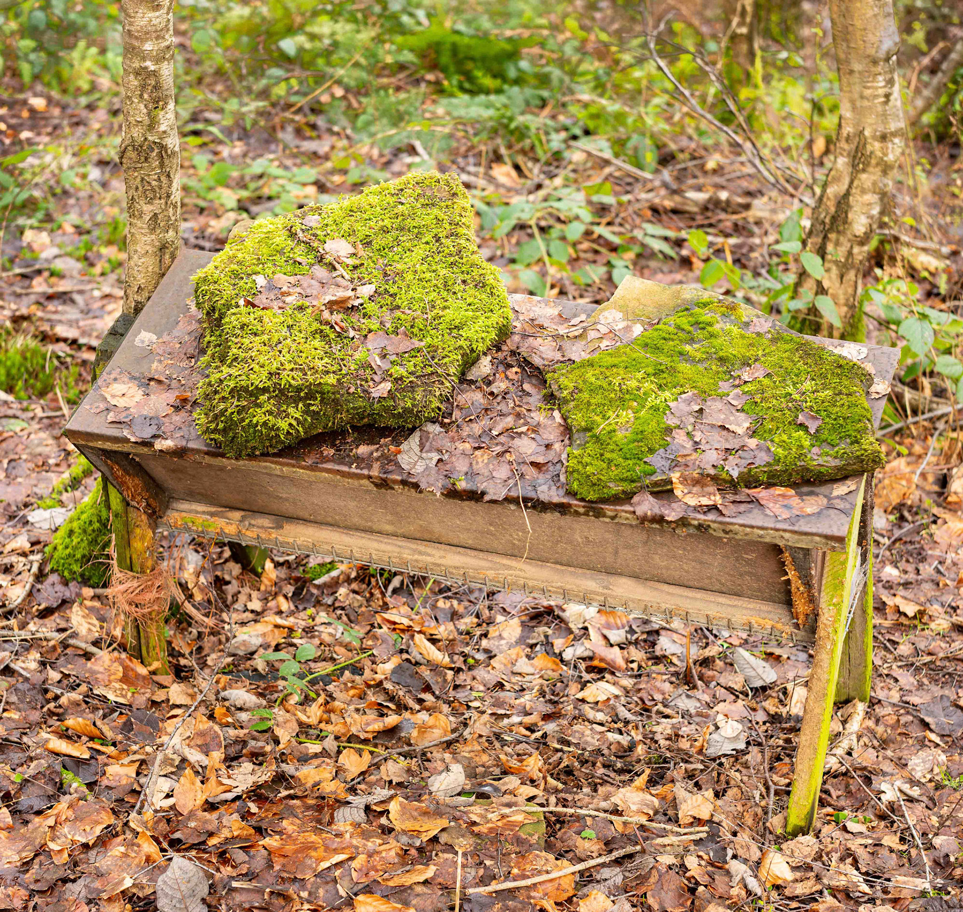 Forest Installation - North Yorkshire UK 2020
