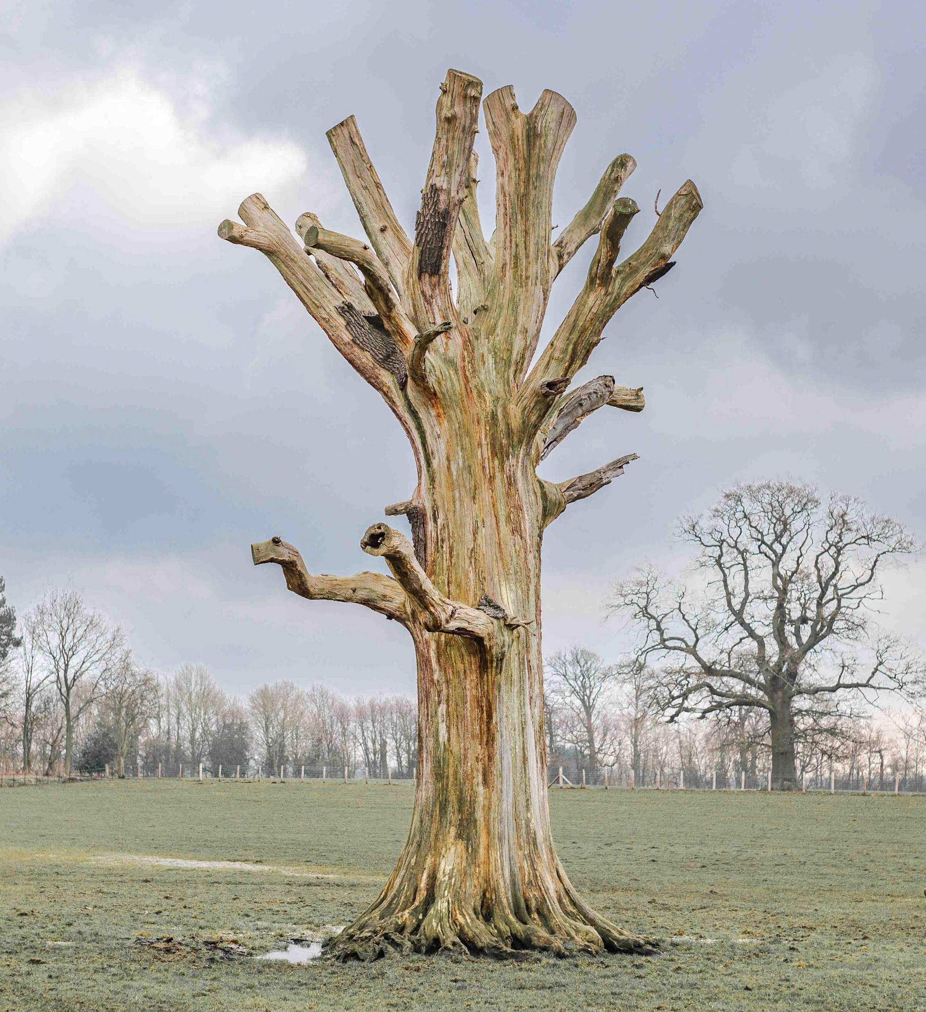 A Venerable Tree at Beningbrough Hall - North Yorkshire UK