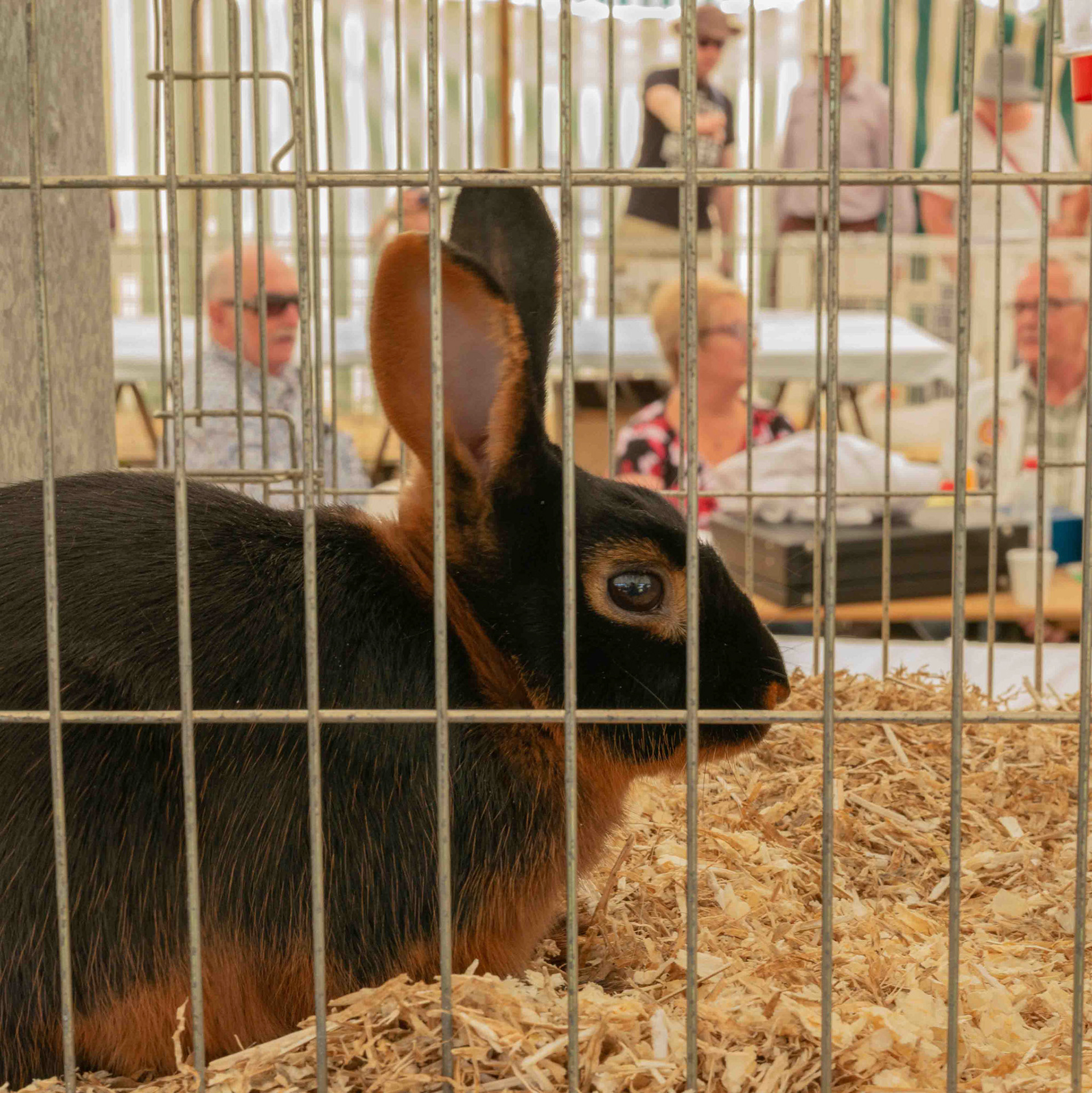 Rabbit Prison - North Yorkshire UK 2017