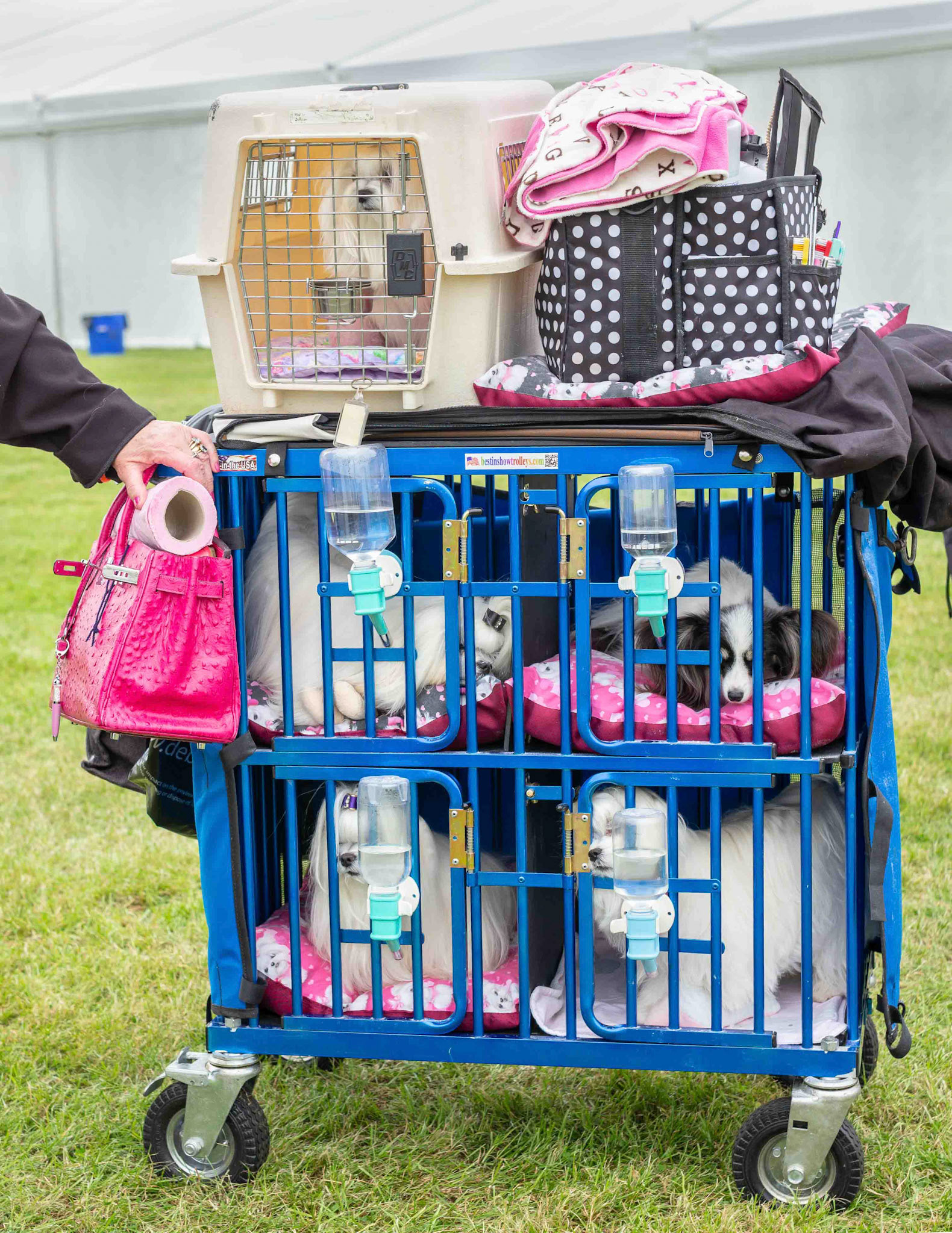 Dog Prison - Harewood House Yorkshire UK 2016
