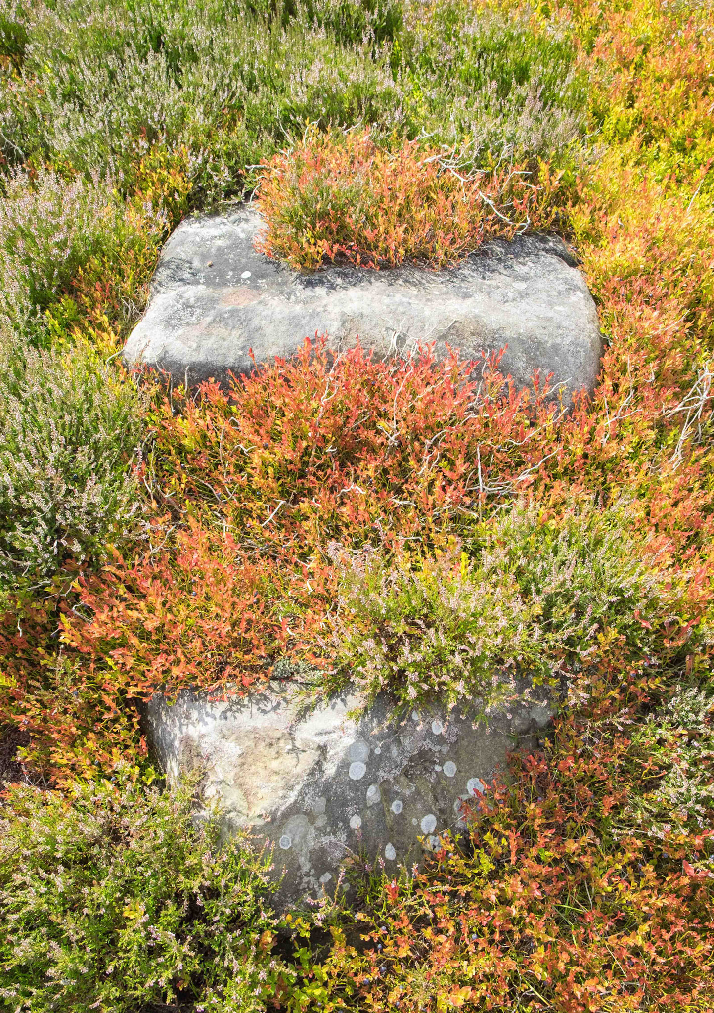 Rocks and Flora at Near Moor - North York Moors UK 2023