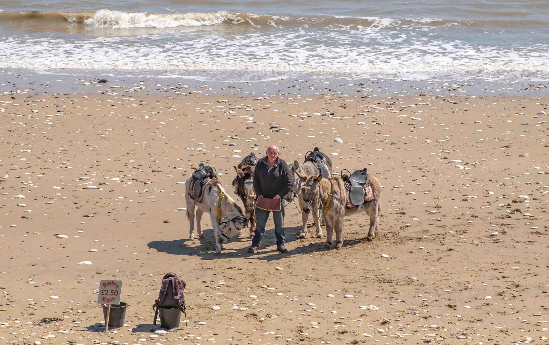 Working Donkeys - Bridlingron East Yorkshire UK
