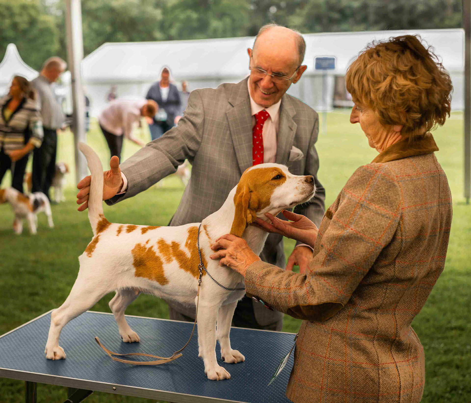 Winner - Harewood Dog Show North Yorkshire UK 2017