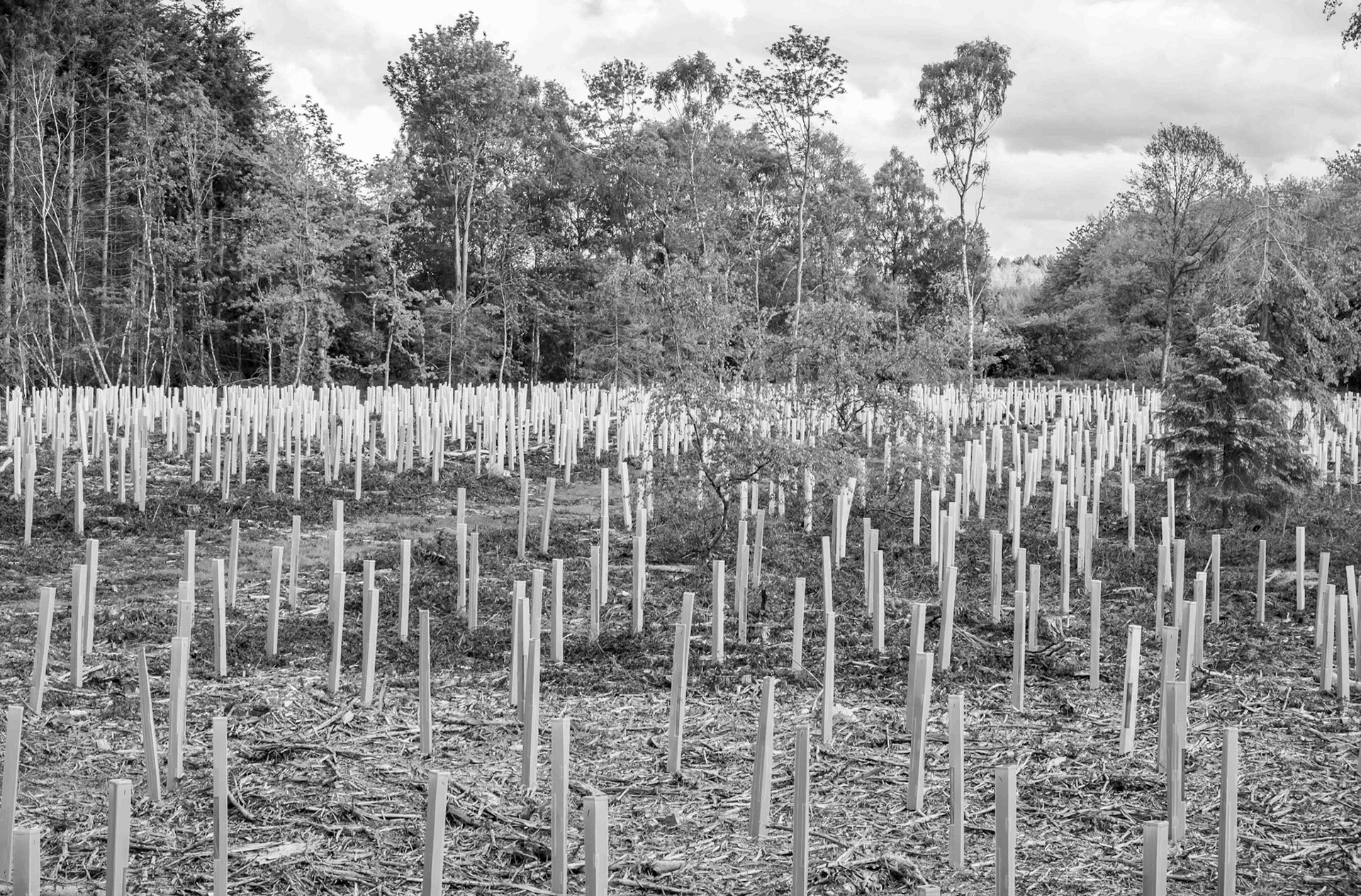 Newcomers - Terrington Moor North Yorkshire UK 2019