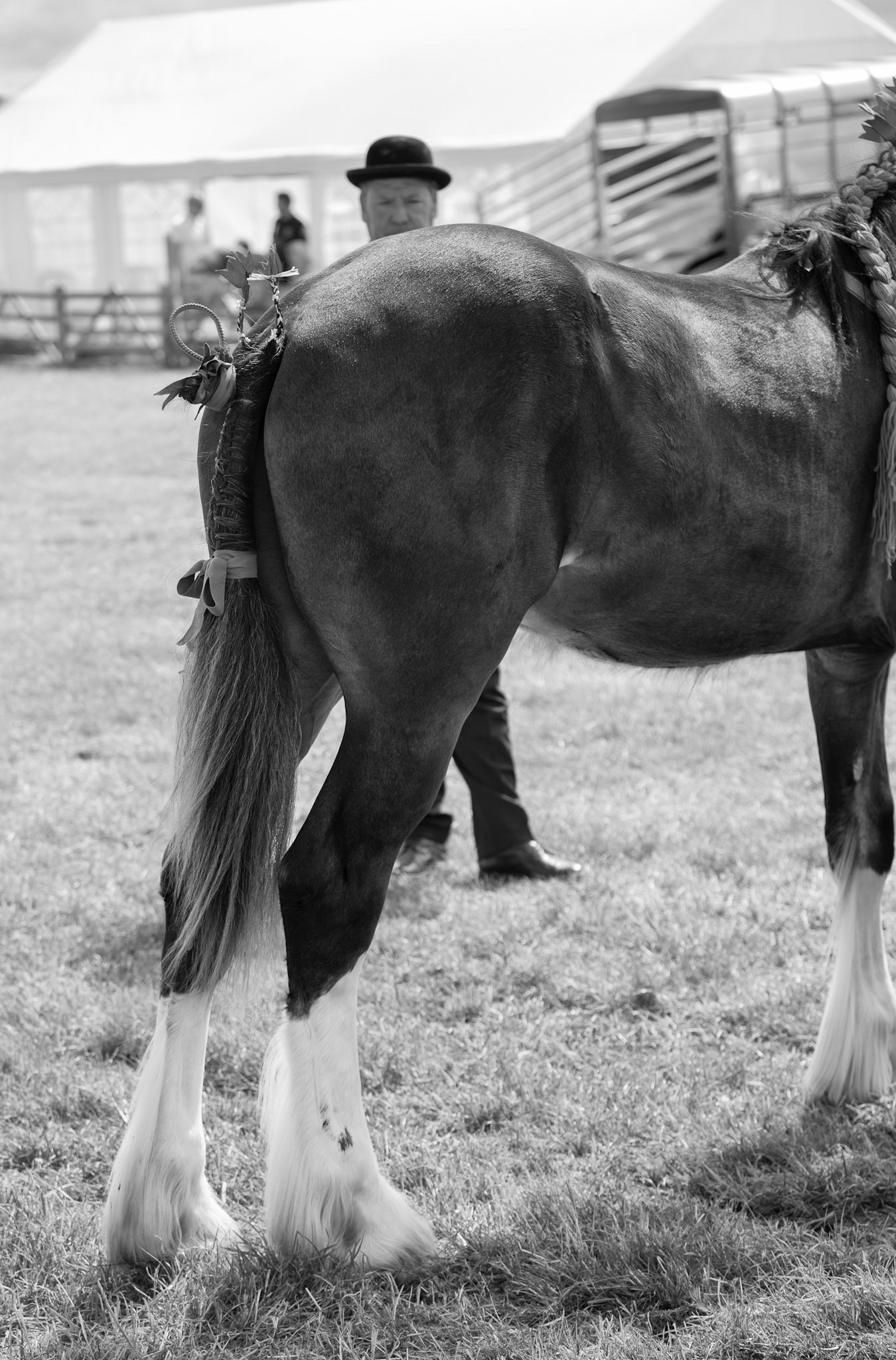 Horse on Show - Tockwith Show North Yorkshire UK