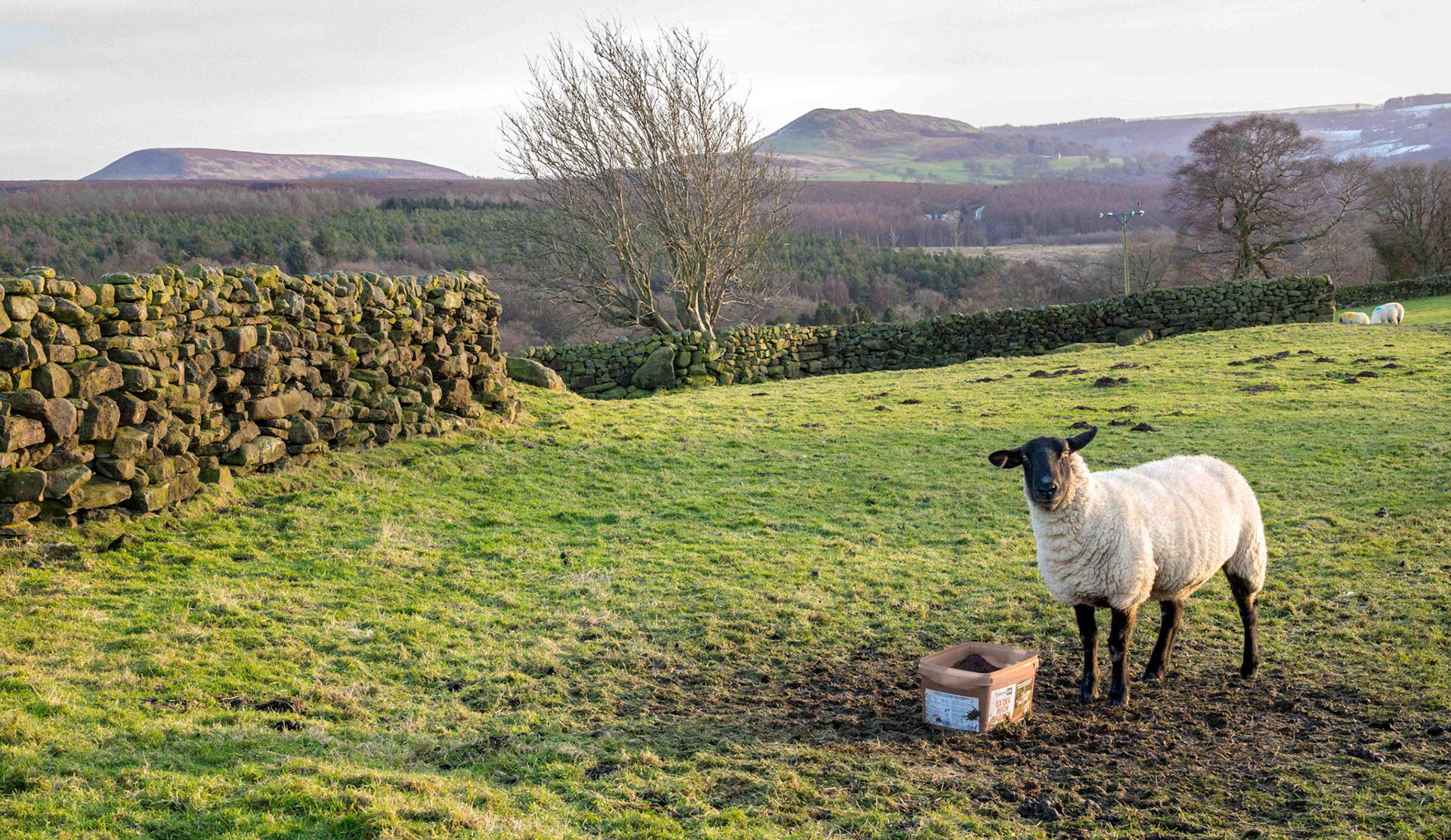 Landscape from Nr Hall Lane Snilesworth - North York Moors UK 2017