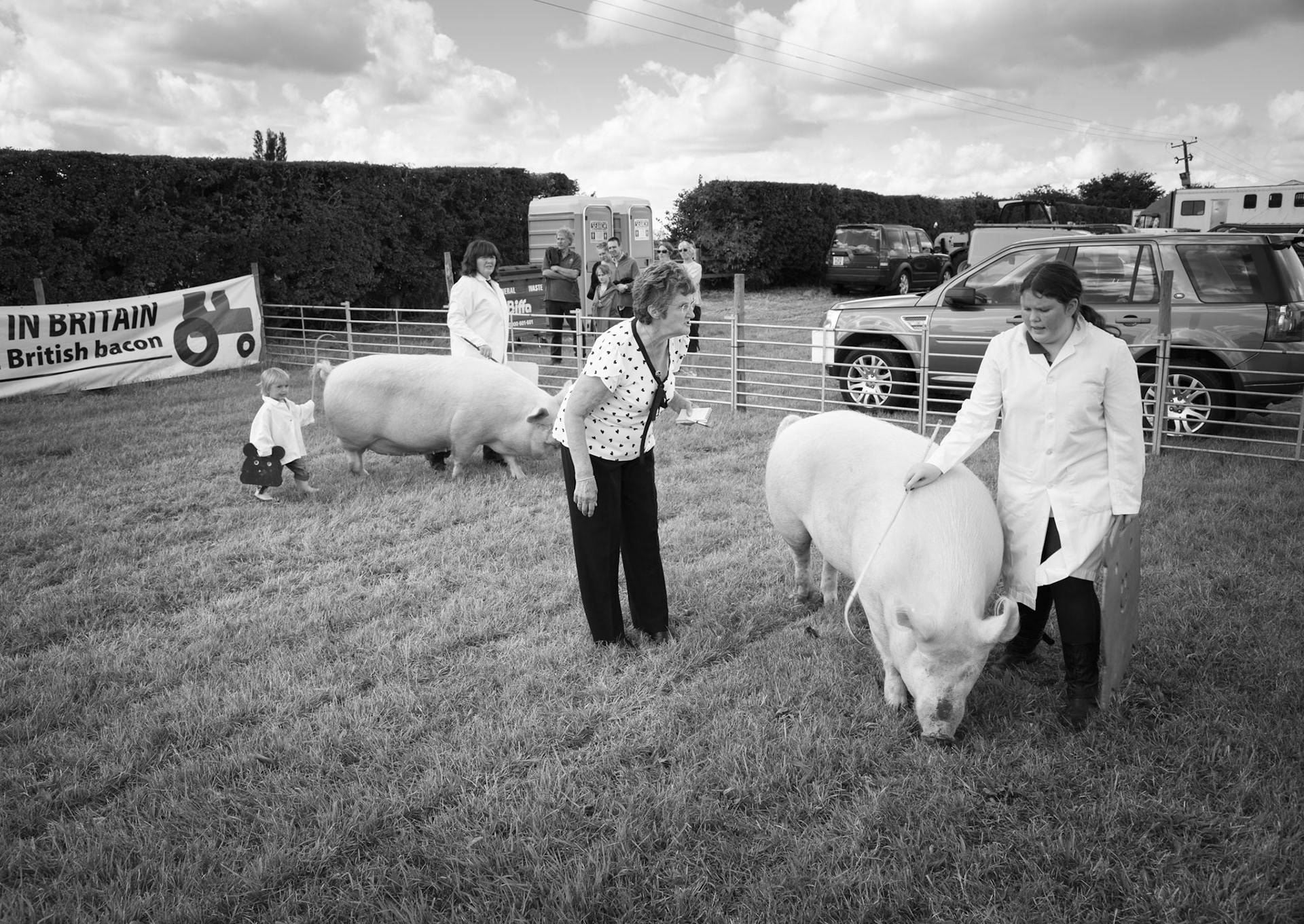 Pigs at Tockwith Show - North Yorkshire UK