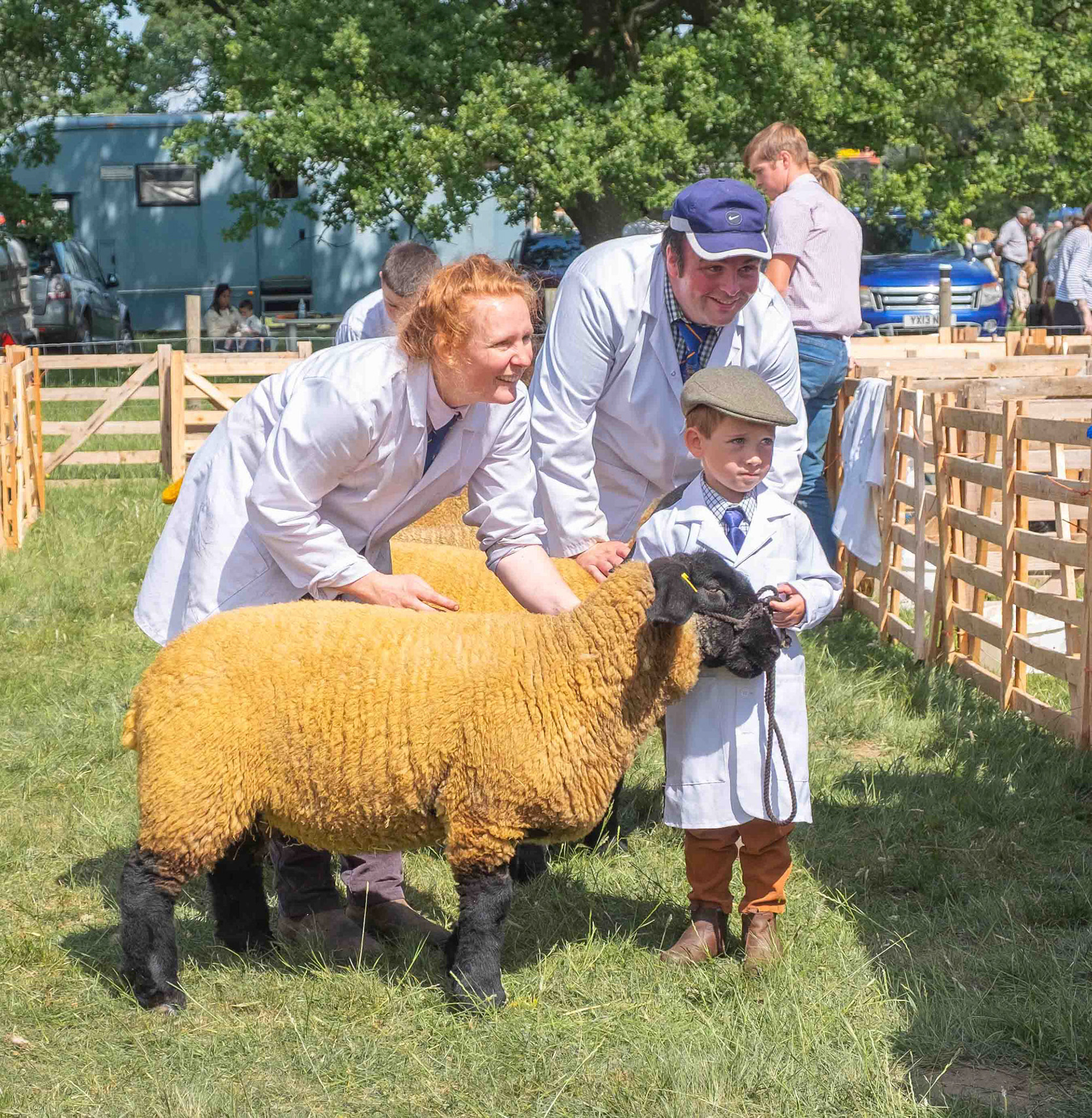 Young Man and Sheep at Otterington Country Show - North Yorkshire UK