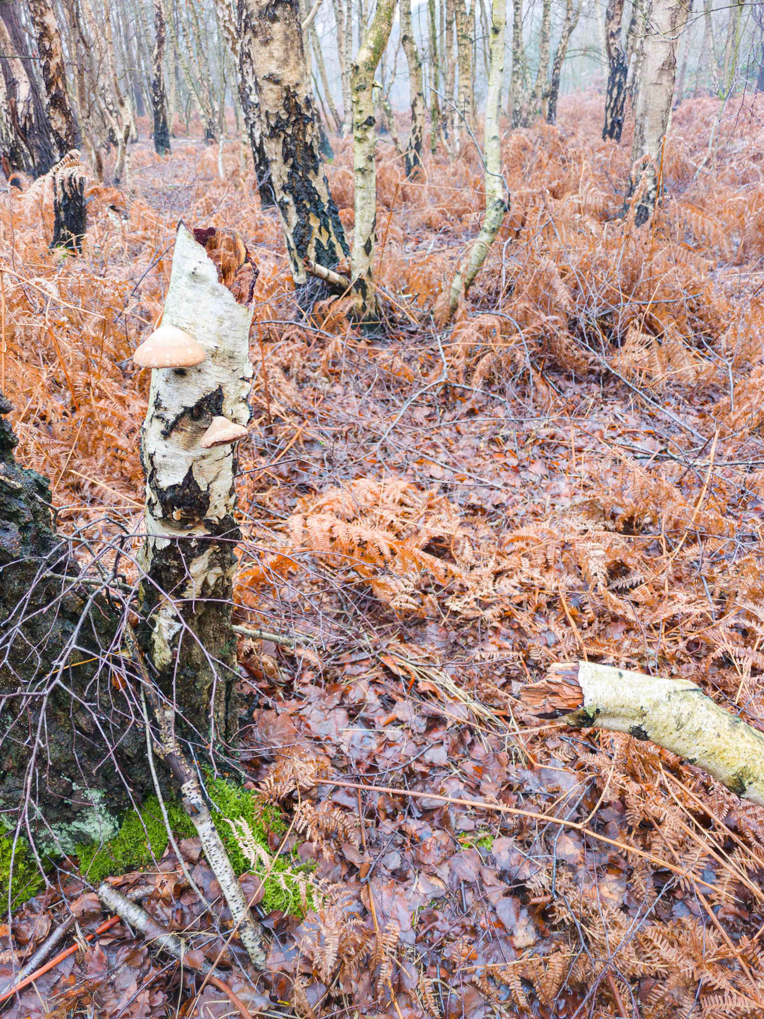 Showing Branch Snap Point - Forest Scene North Yorkshire