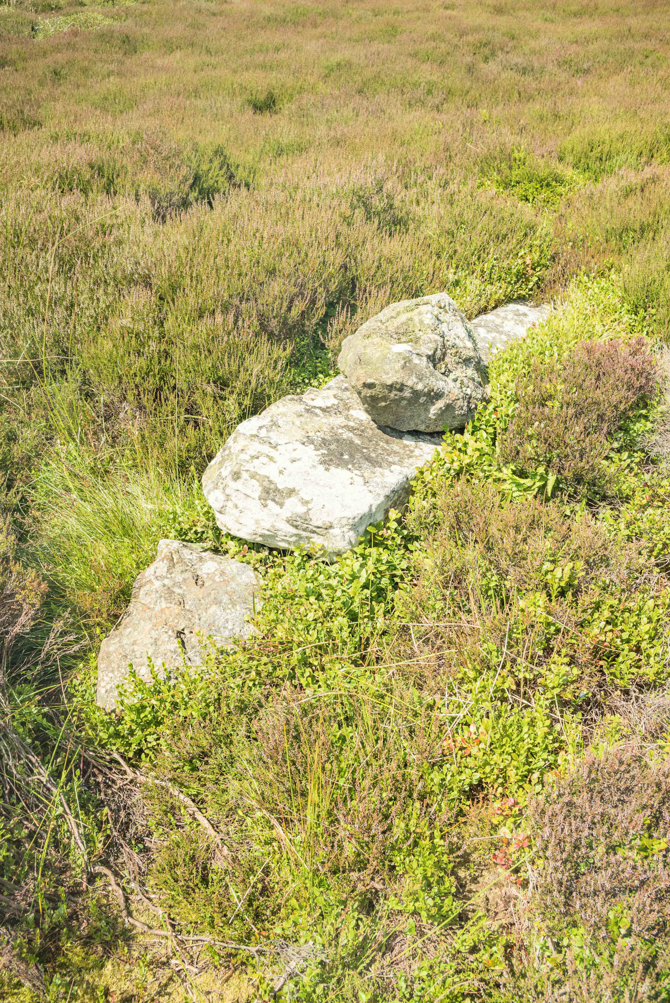 Hole Stoop on Blakey Ridge Looking North West - North York Moors UK 2024