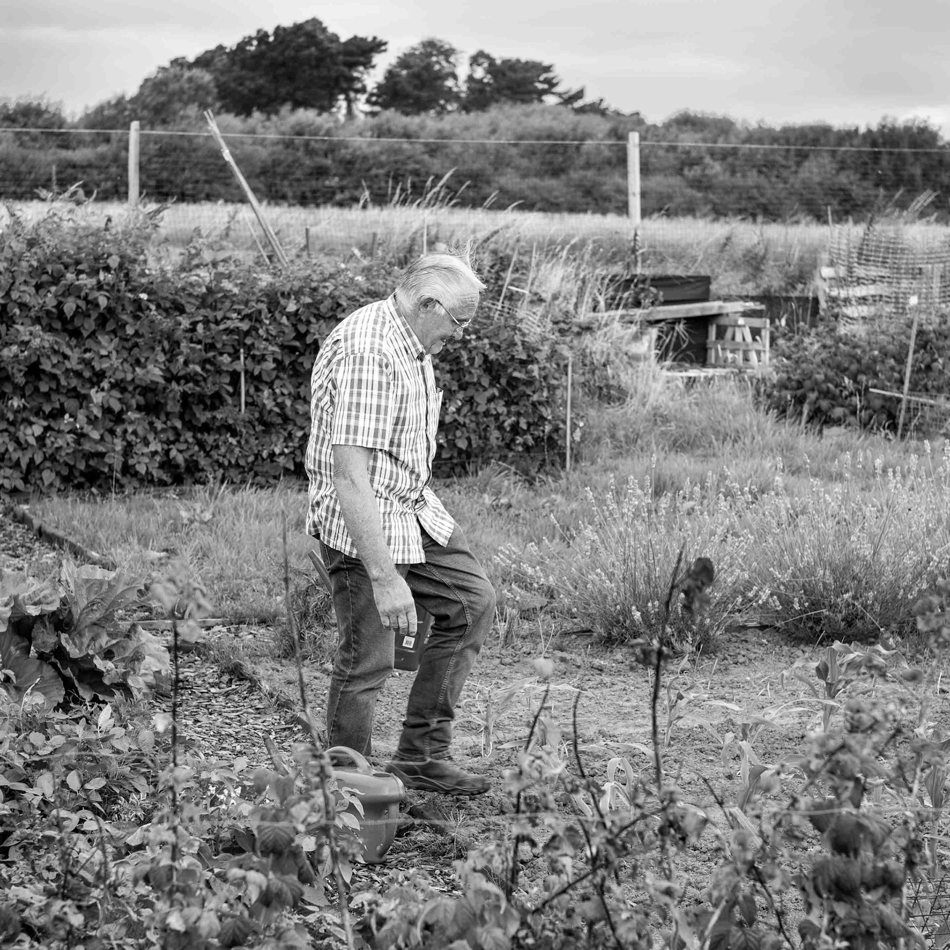 Fighting the Vegetation - Rawcliffe North Yorkshire UK