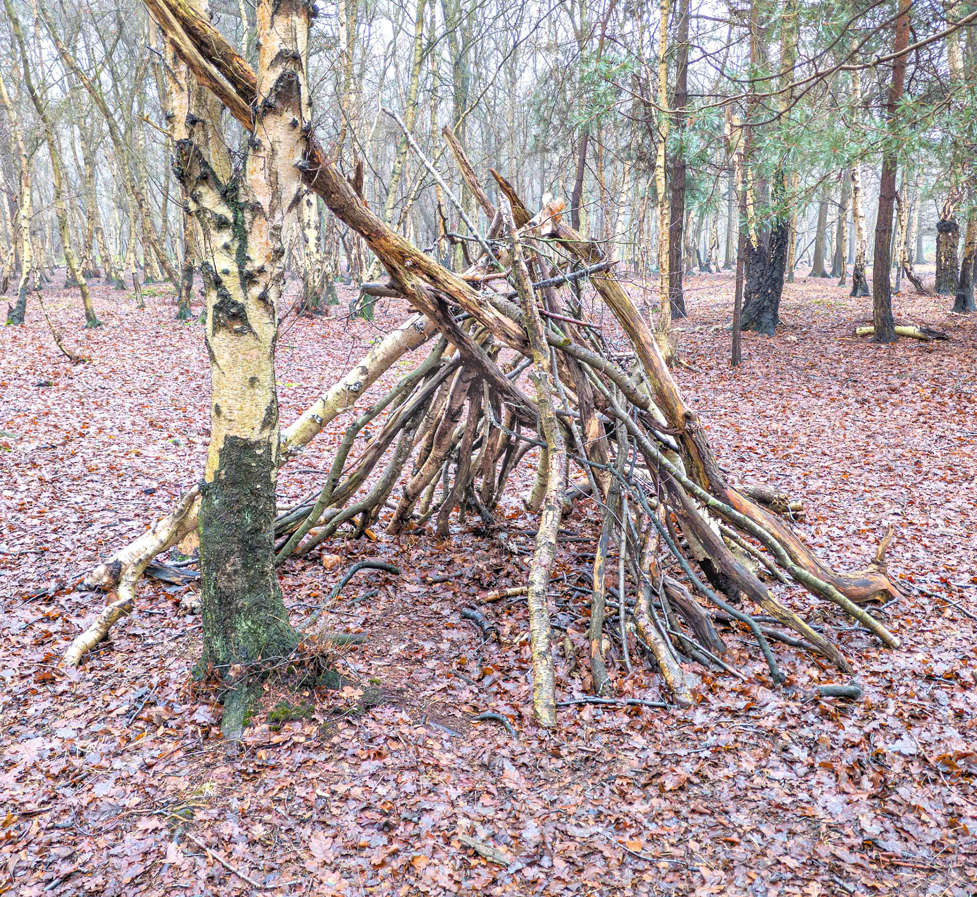 Den - Bishop Wood - North Yorkshire UK 2026