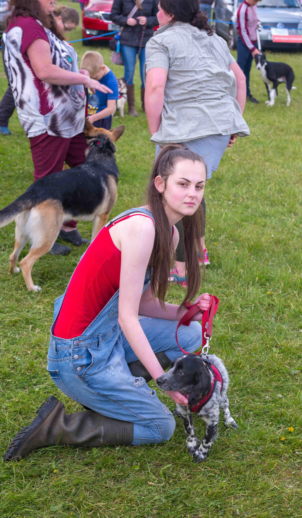 Dog Show at Pickering Game and Country Fair - Scampston Park North Yorkshire UK