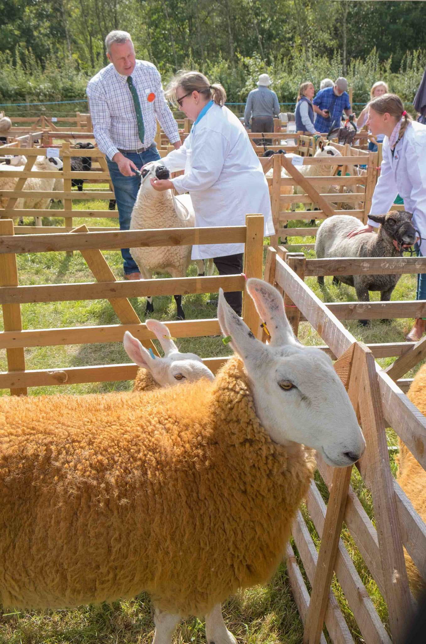 Judging at Bilsdale Country Show - North Yorkshire 2024