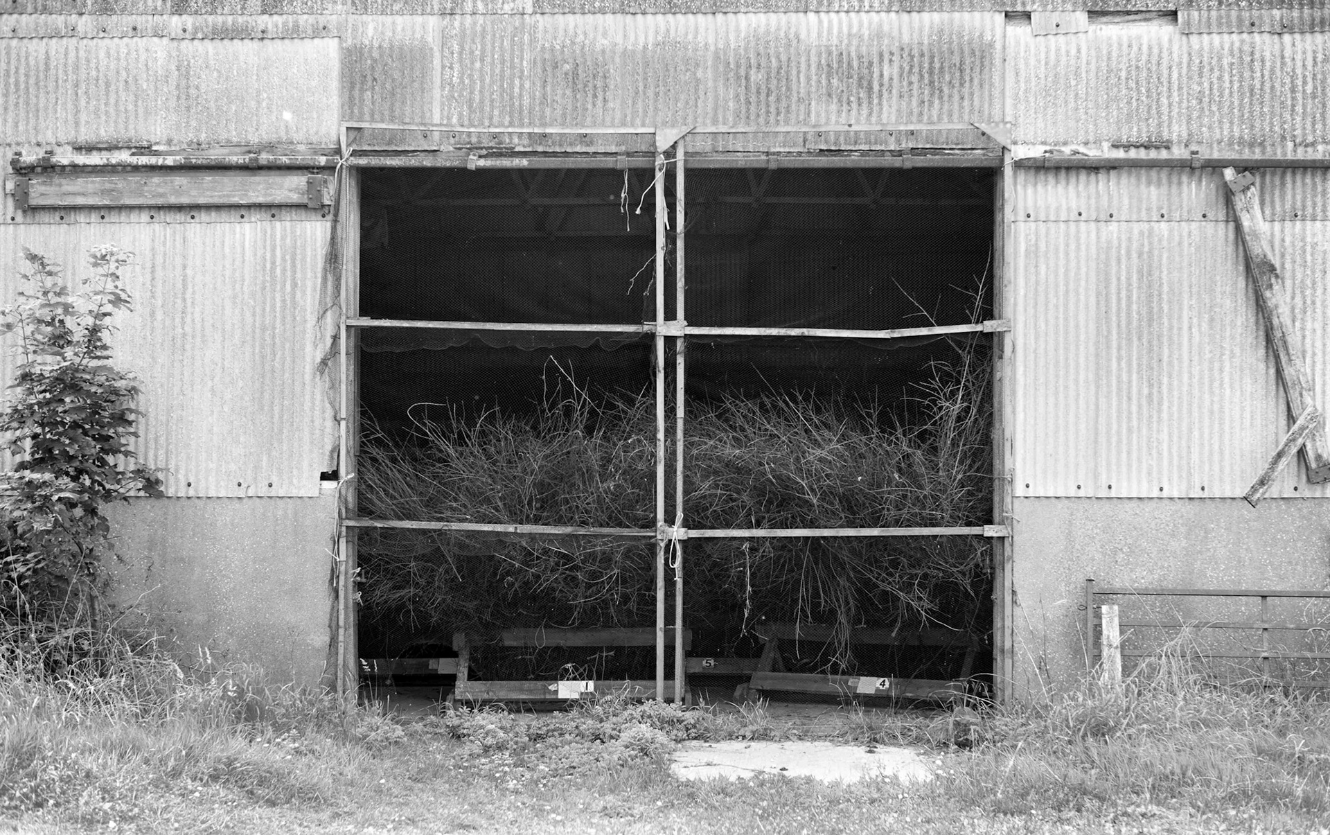 Barn with bush - Nr Easingwold North Yorkshire UK 2017