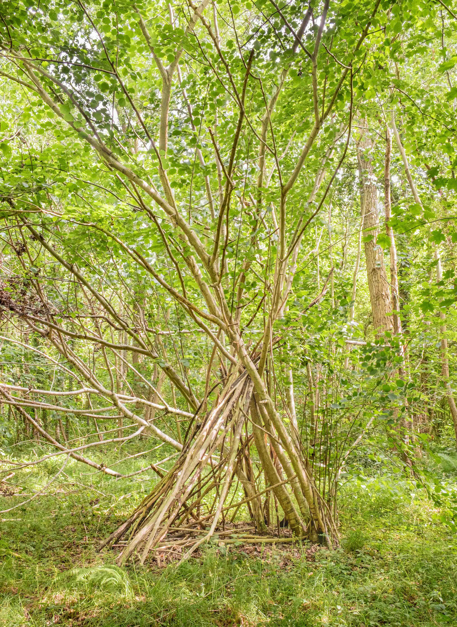 Den - North Yorkshire UK 2025