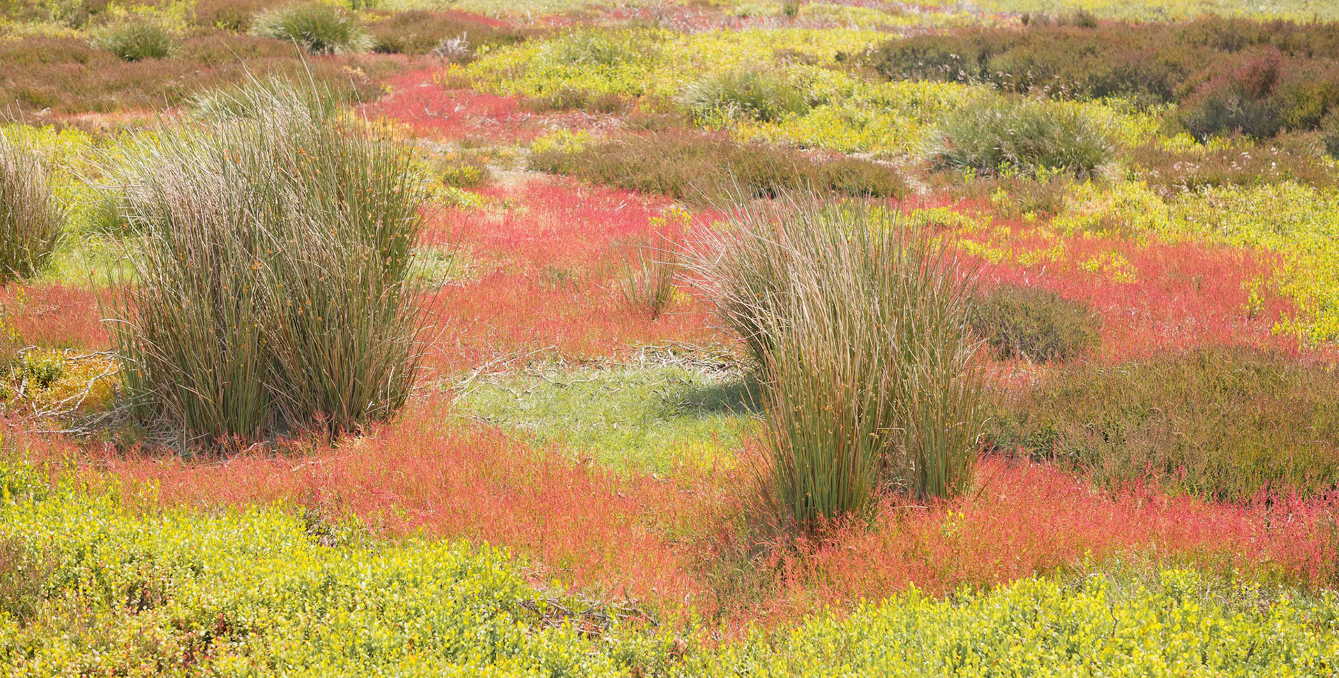 Flora and Heather on the North York Moors - UK 2024