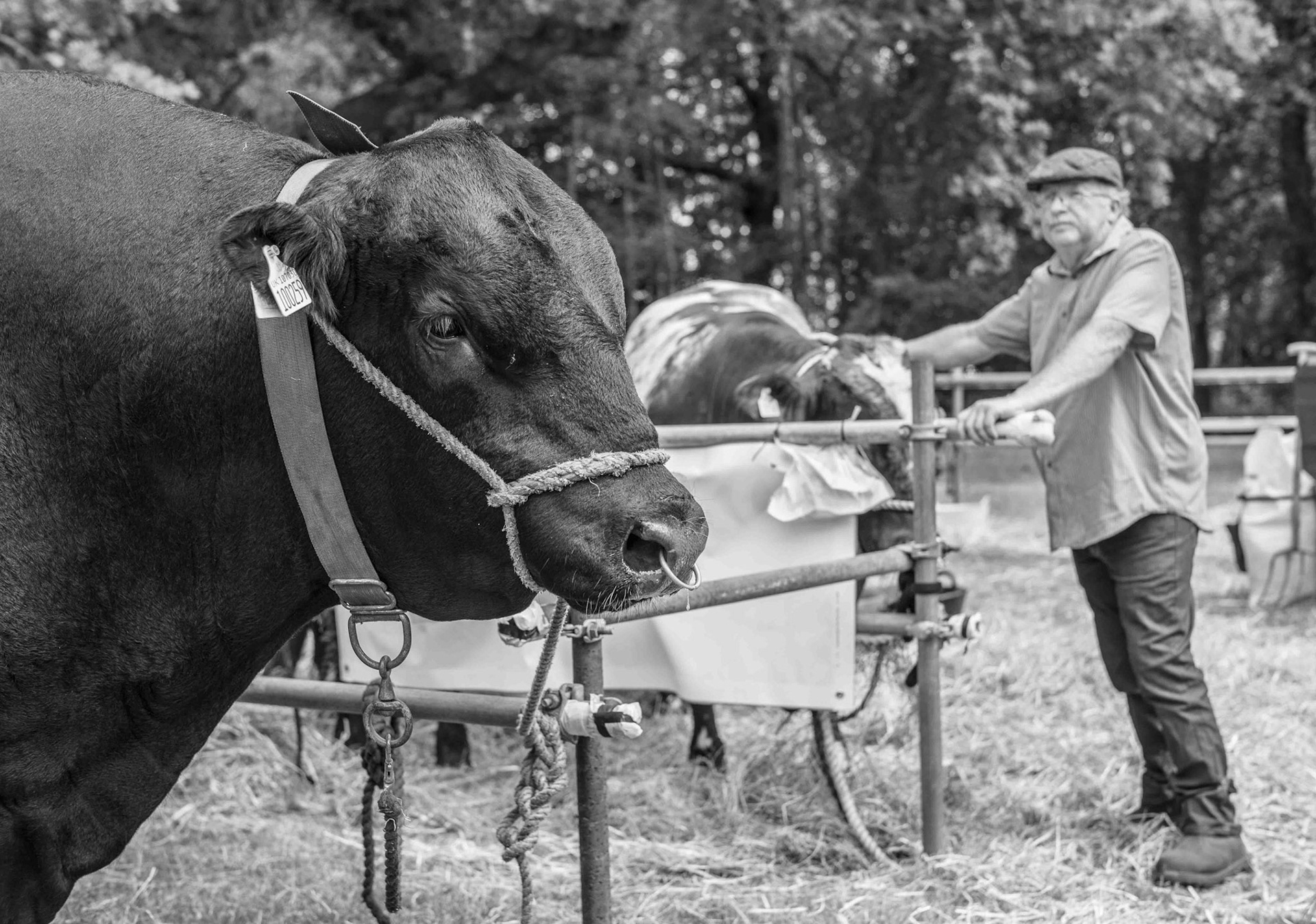 100259 at Aldborough and Boroughbridge Show - North Yorkshire UK 2018