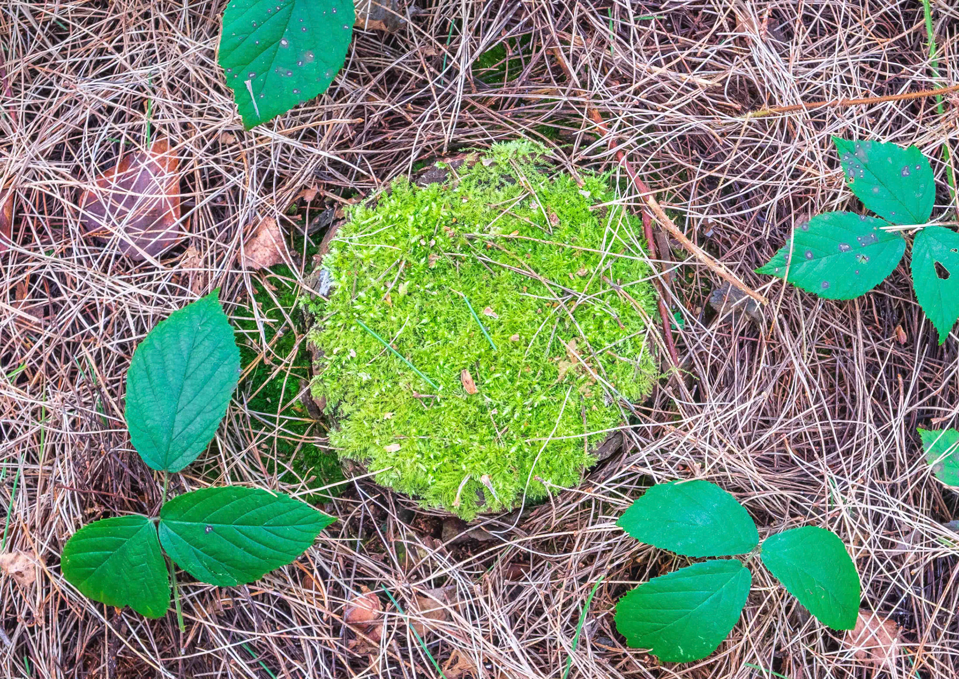 Tree Stump with New Growth - North Yorkshire UK 2025