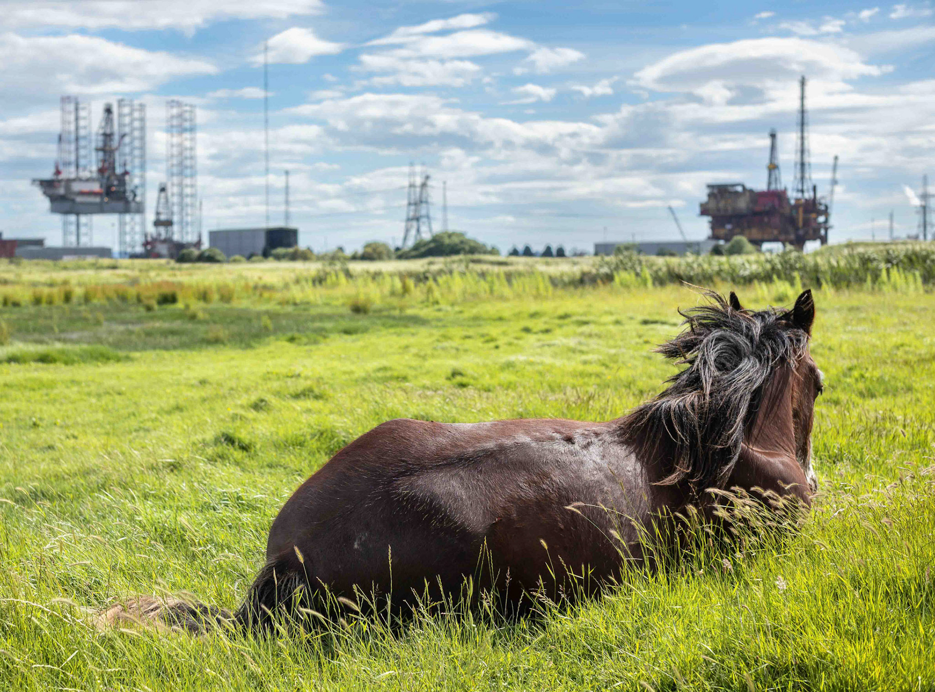 Horse - Teesside UK 2017