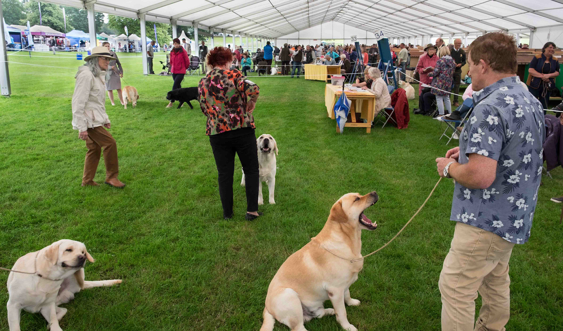 Scratch Stare and Yawn - Judging at Harewood Dog Show West Yorkshire