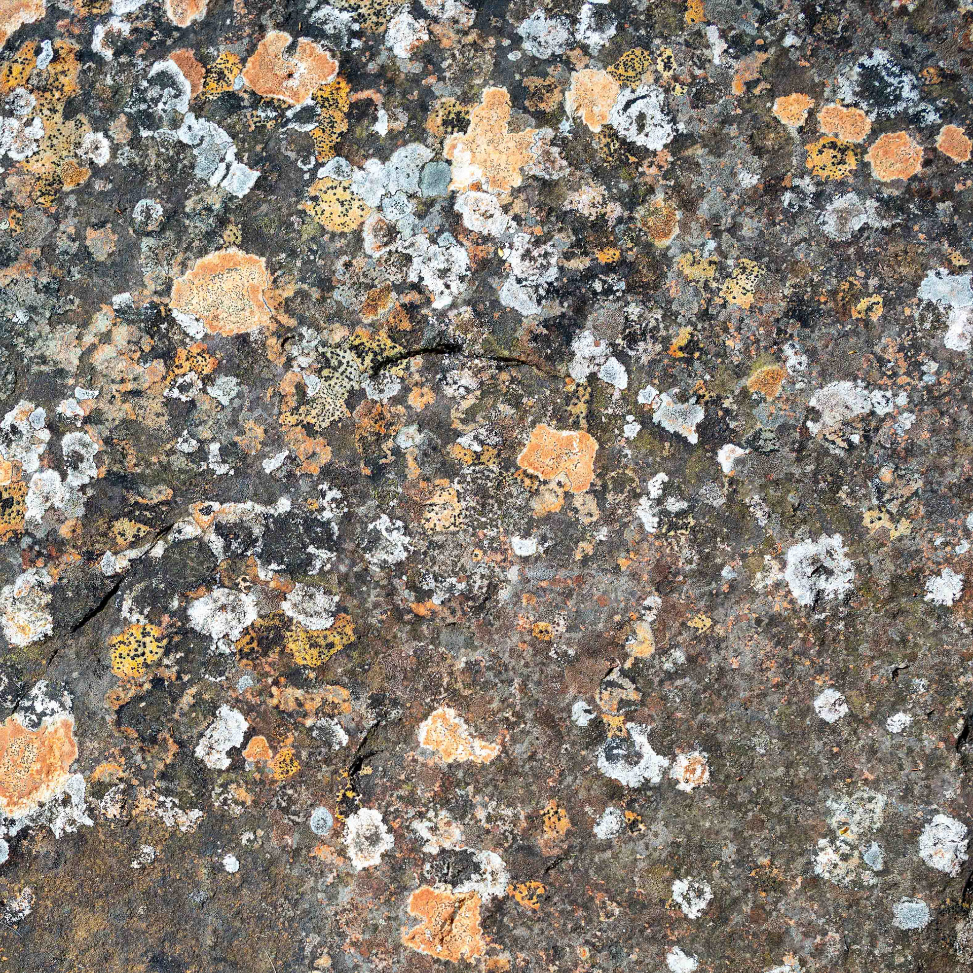 Rock - North York Moors UK 2023