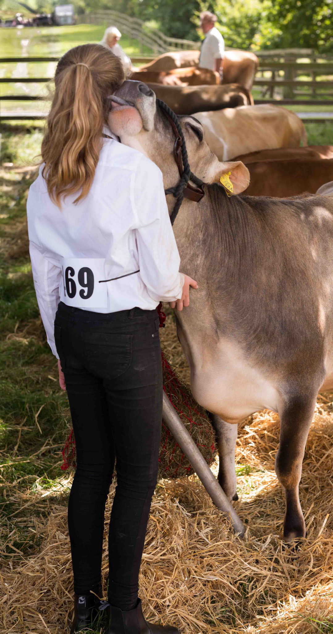 Calf Licking Girl - Osmotherley Show North Yorkshire UK